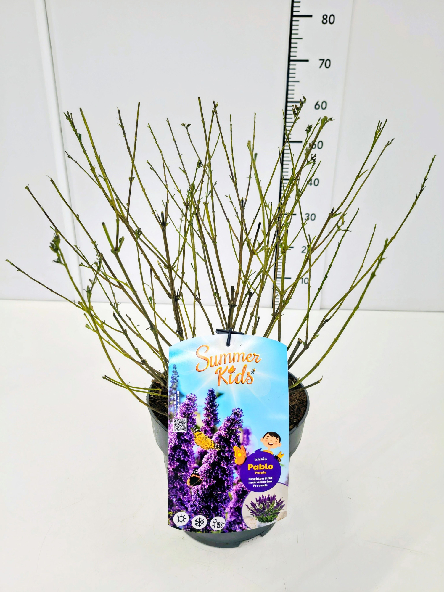 Buddleja d. 'Summer Kids® Pablo Purple' C5, D 23 cm