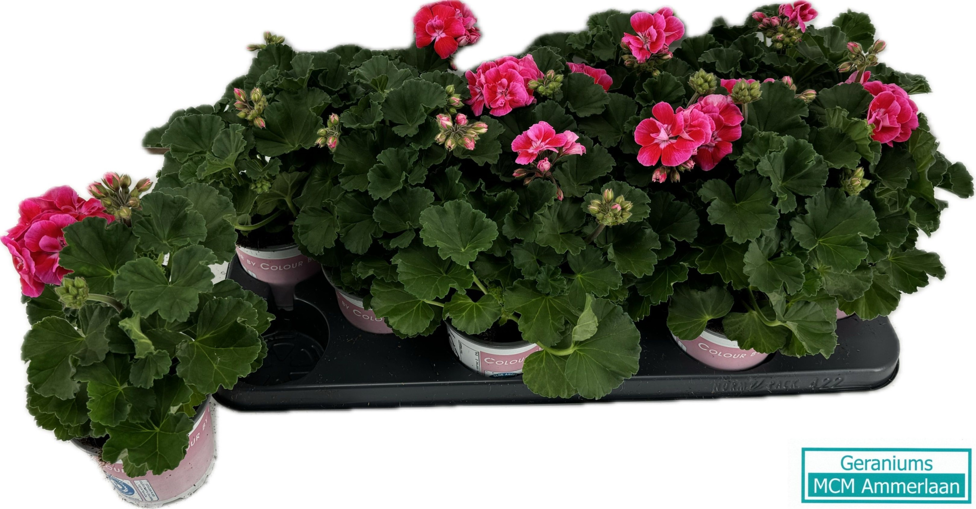 Pel Zo Vineta, D 10,5