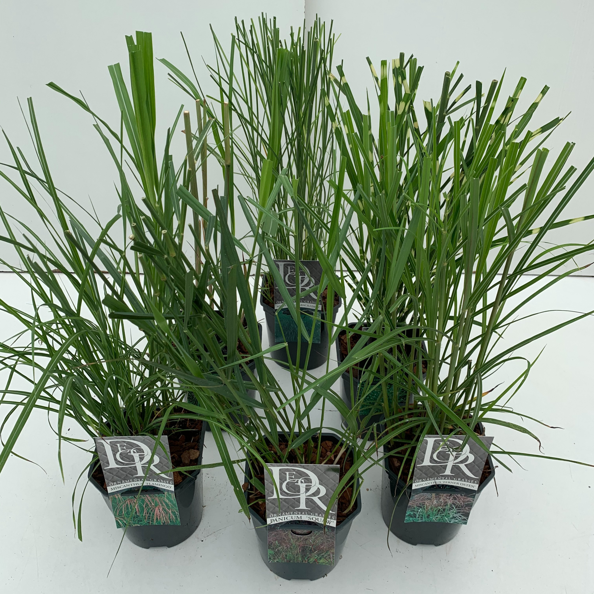 Siergras mix excl., D 17 cm