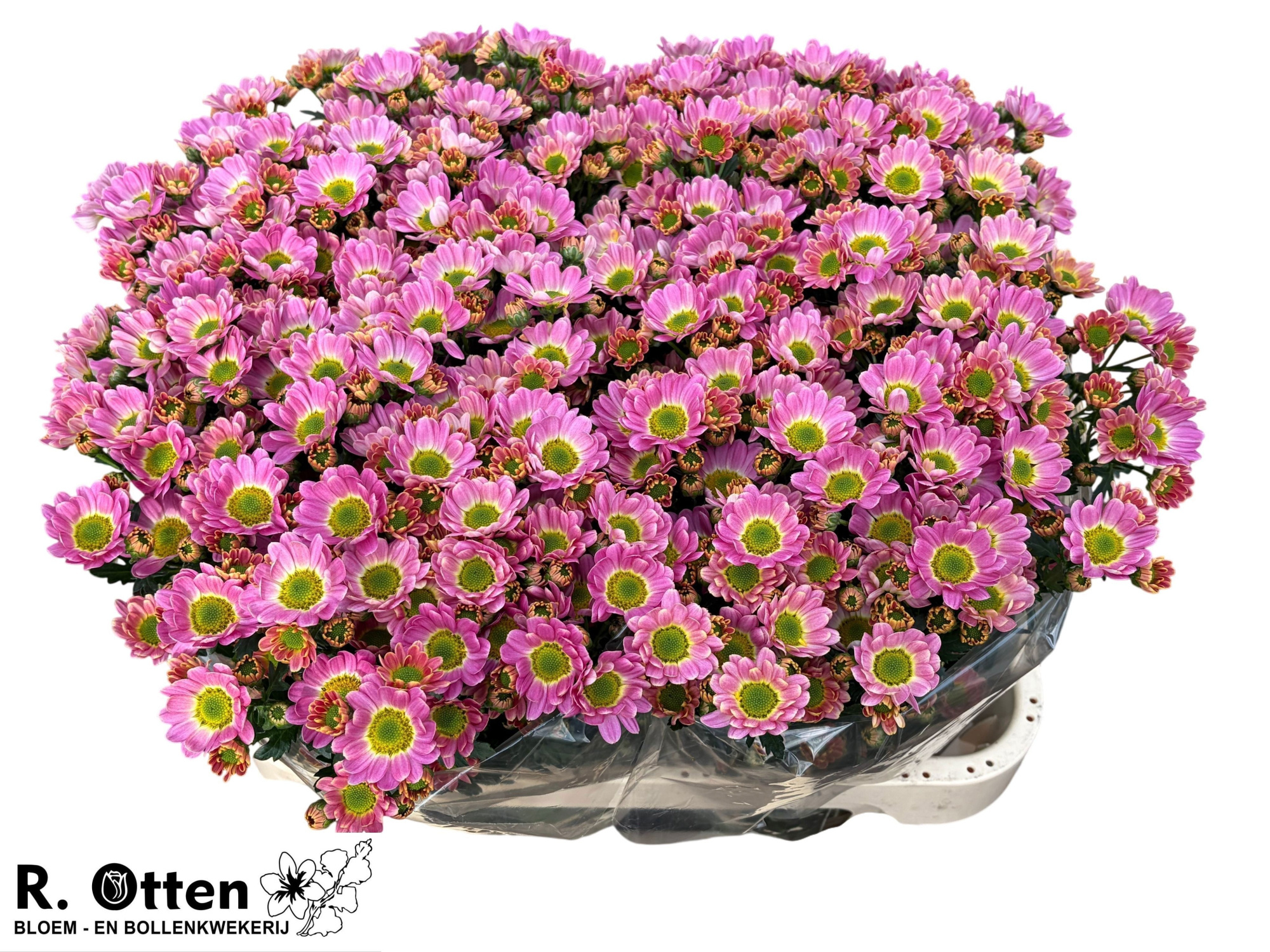 Сантини Росси Сплендид, шт.