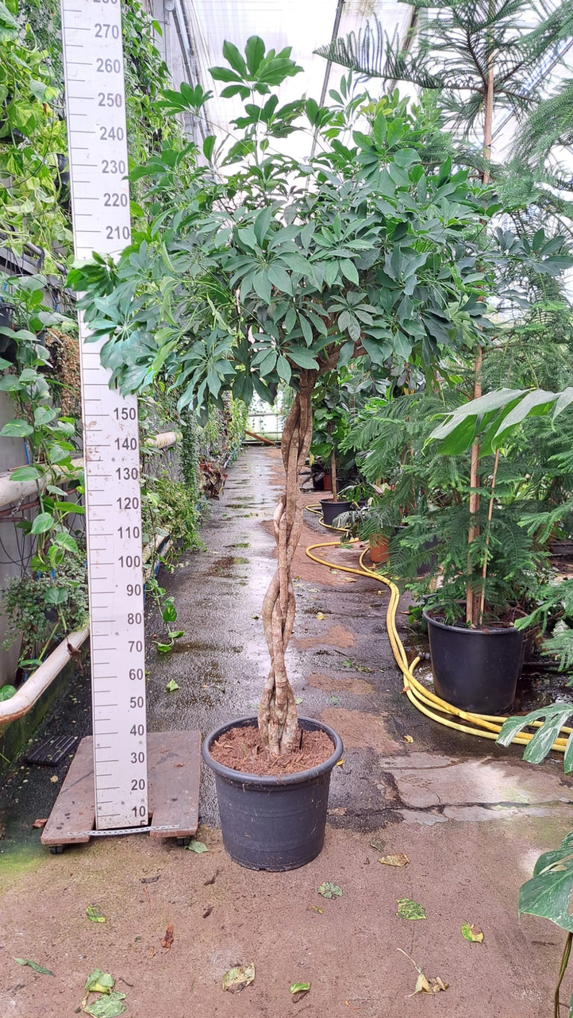 Schef. Compacta gevlochten stam 240, D 45 cm