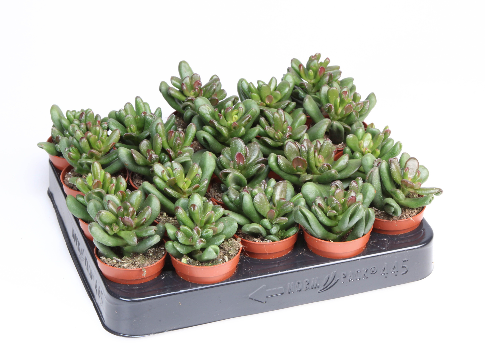 Crassula Oasis, D 5,5 cm