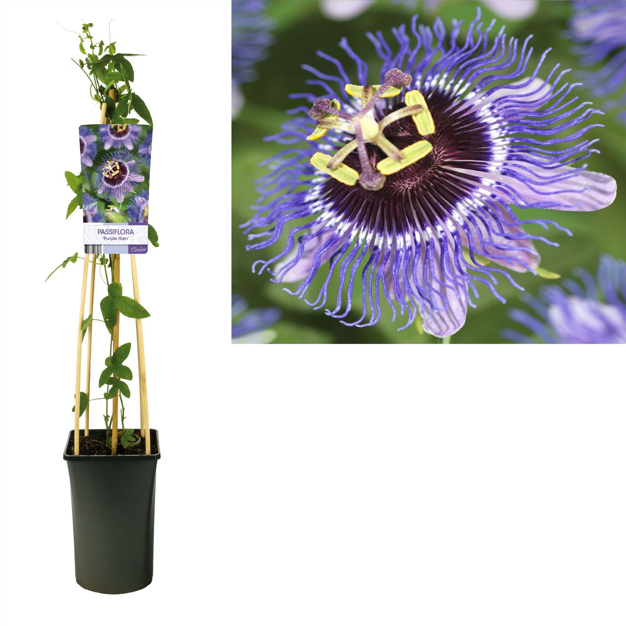 Passiflora 'Purple Rain' +light label, D 17 cm