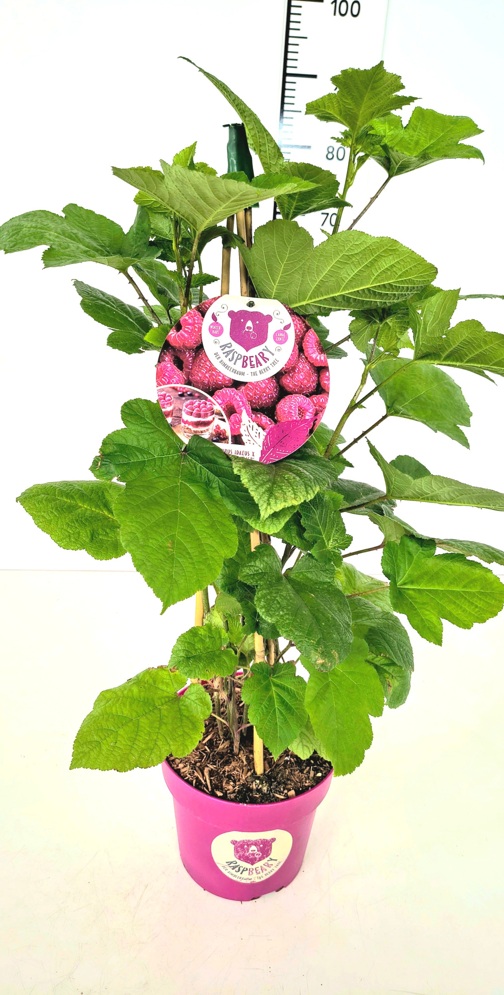 Rubus idaeus 'Raspbeary'™ PY60CMC4.6, D 22 cm