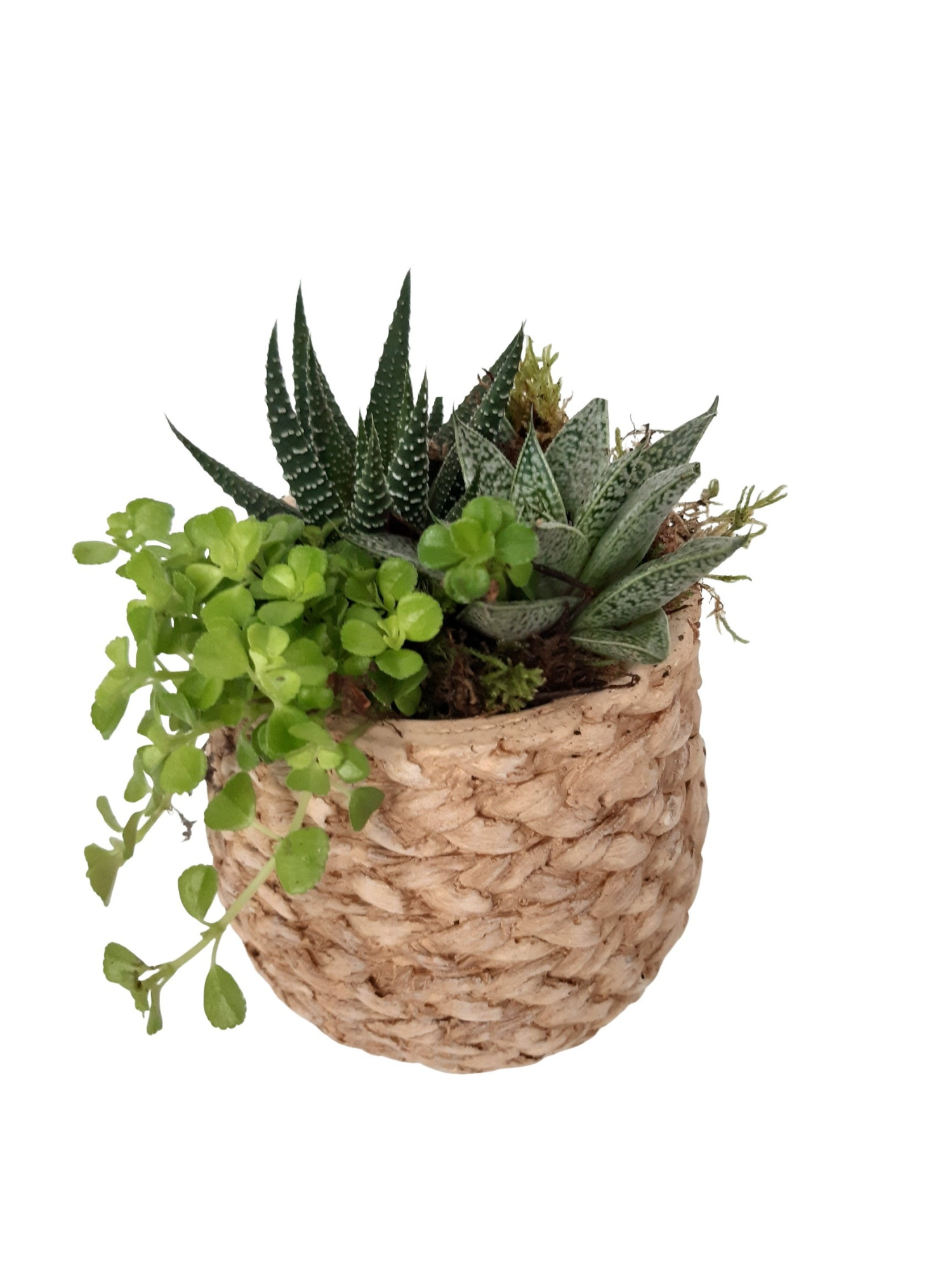 MPI12MIX Mandpot Ibiza Keramiek 12cm minigroenmix, D 12