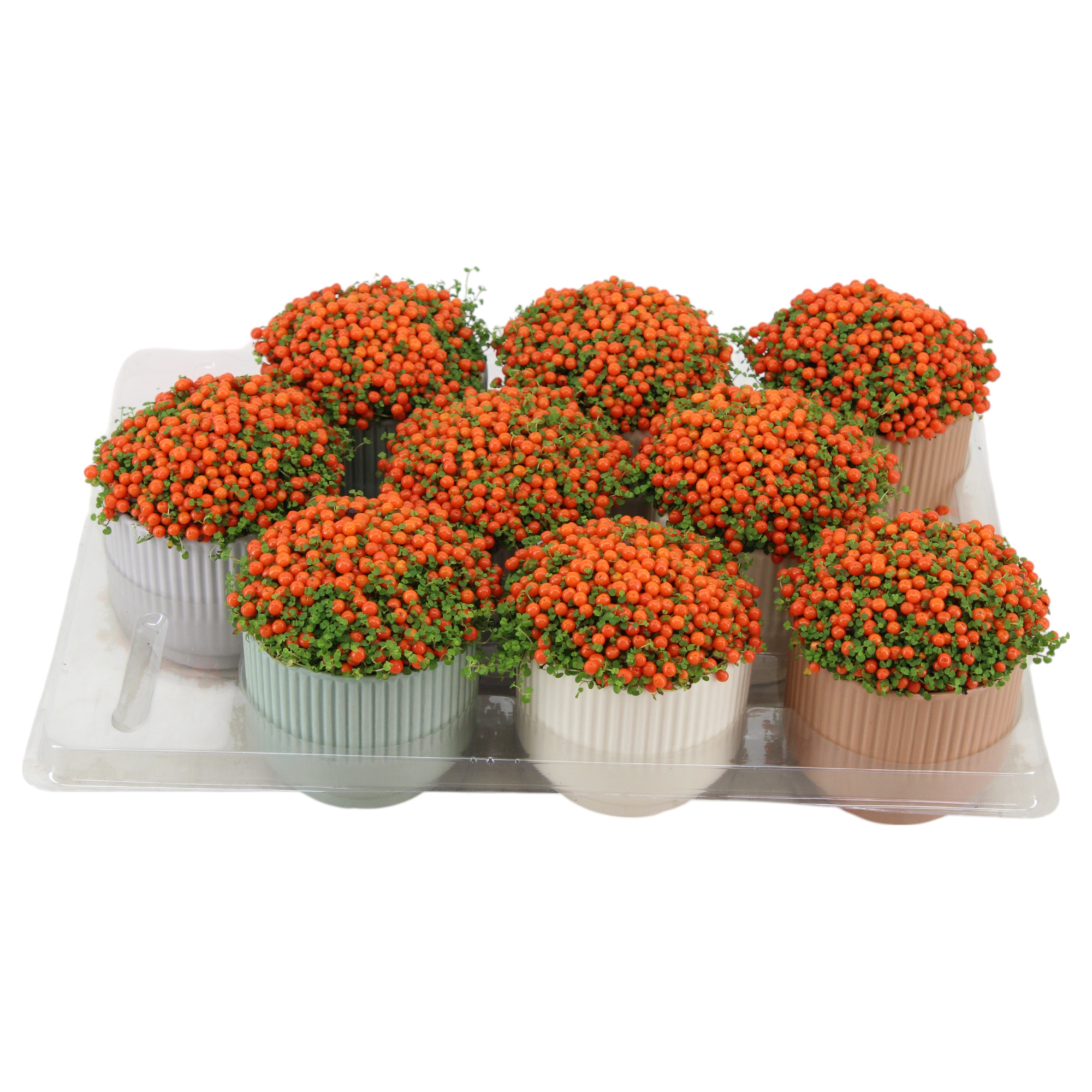 Nertera granadensis 'Astrid' p9 Ribbed on foot, D 9 cm