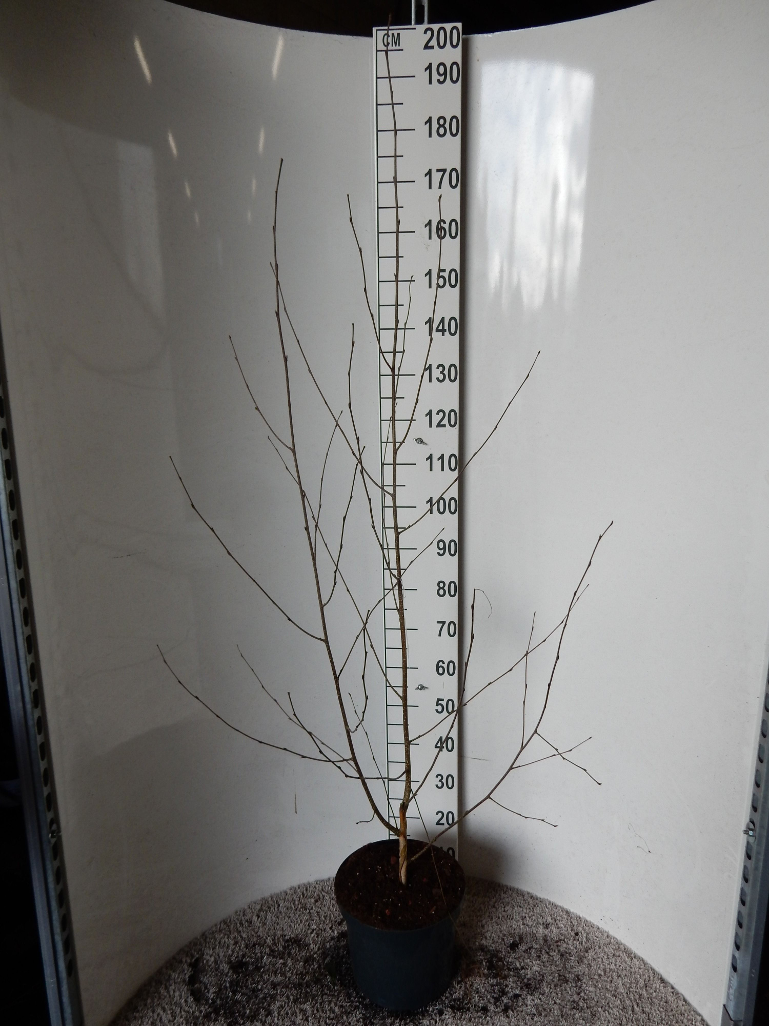 Betula u. jacquemontii 150 cm P23, D 23 cm