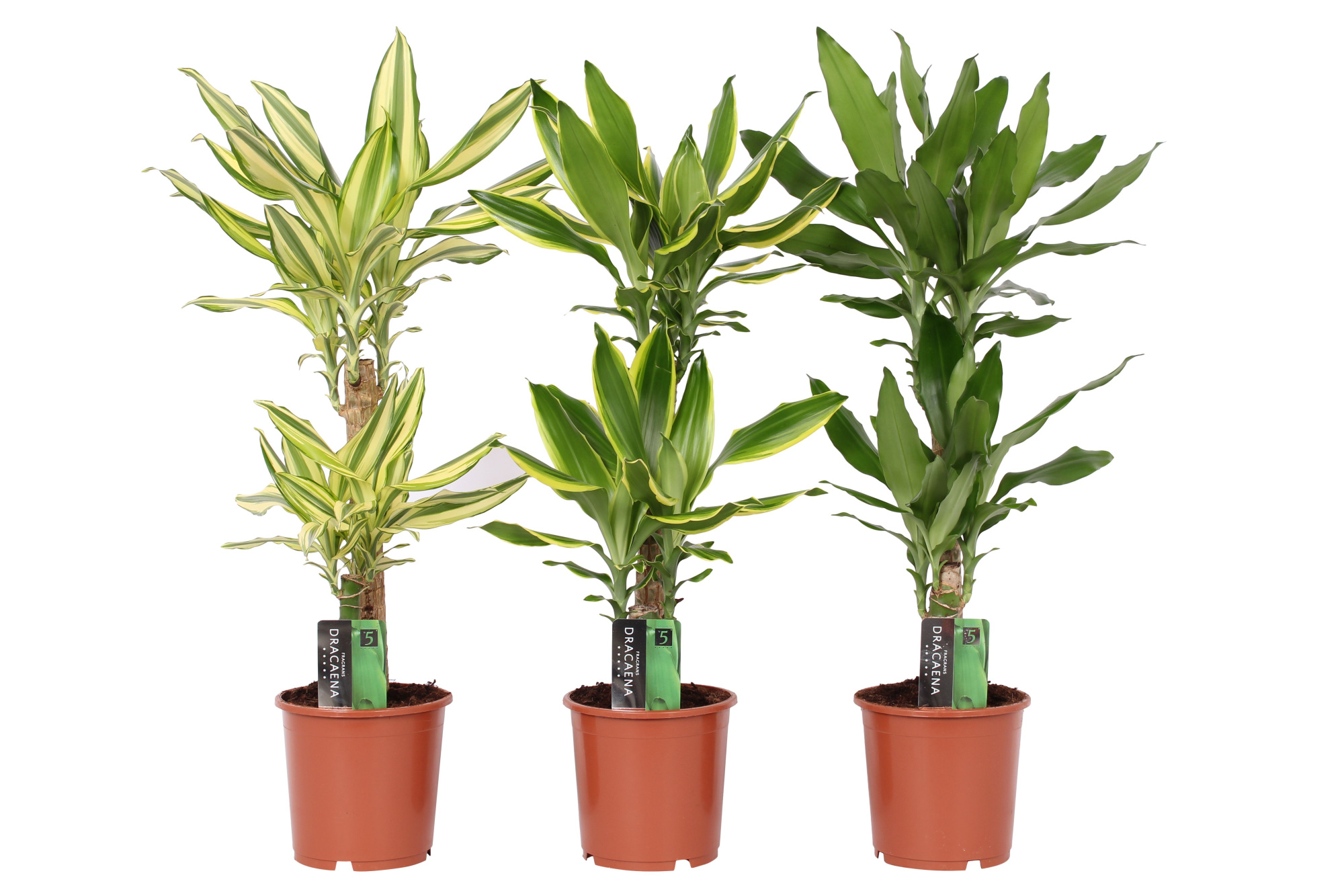 Dracaena 3 color mix, 17 cm pot, D 17 cm