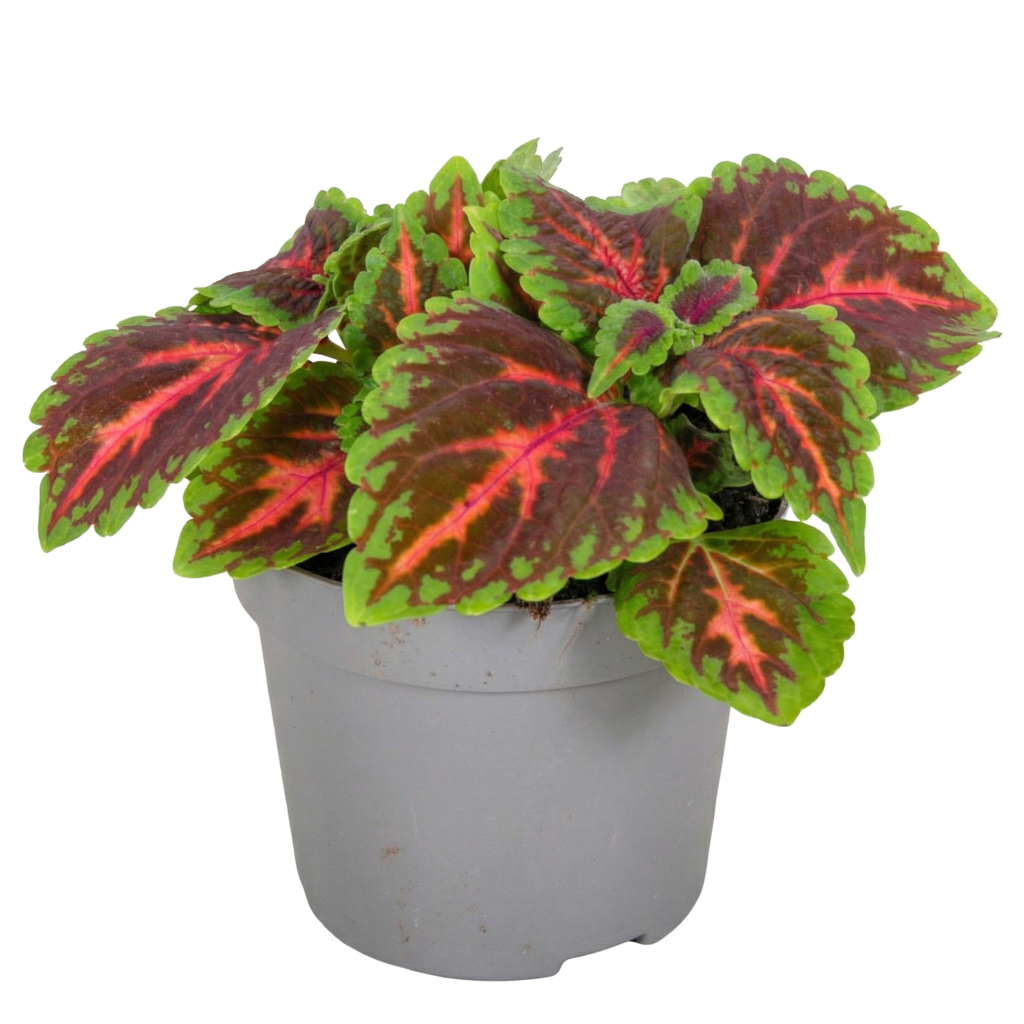 Coleus Franklin street, D 13