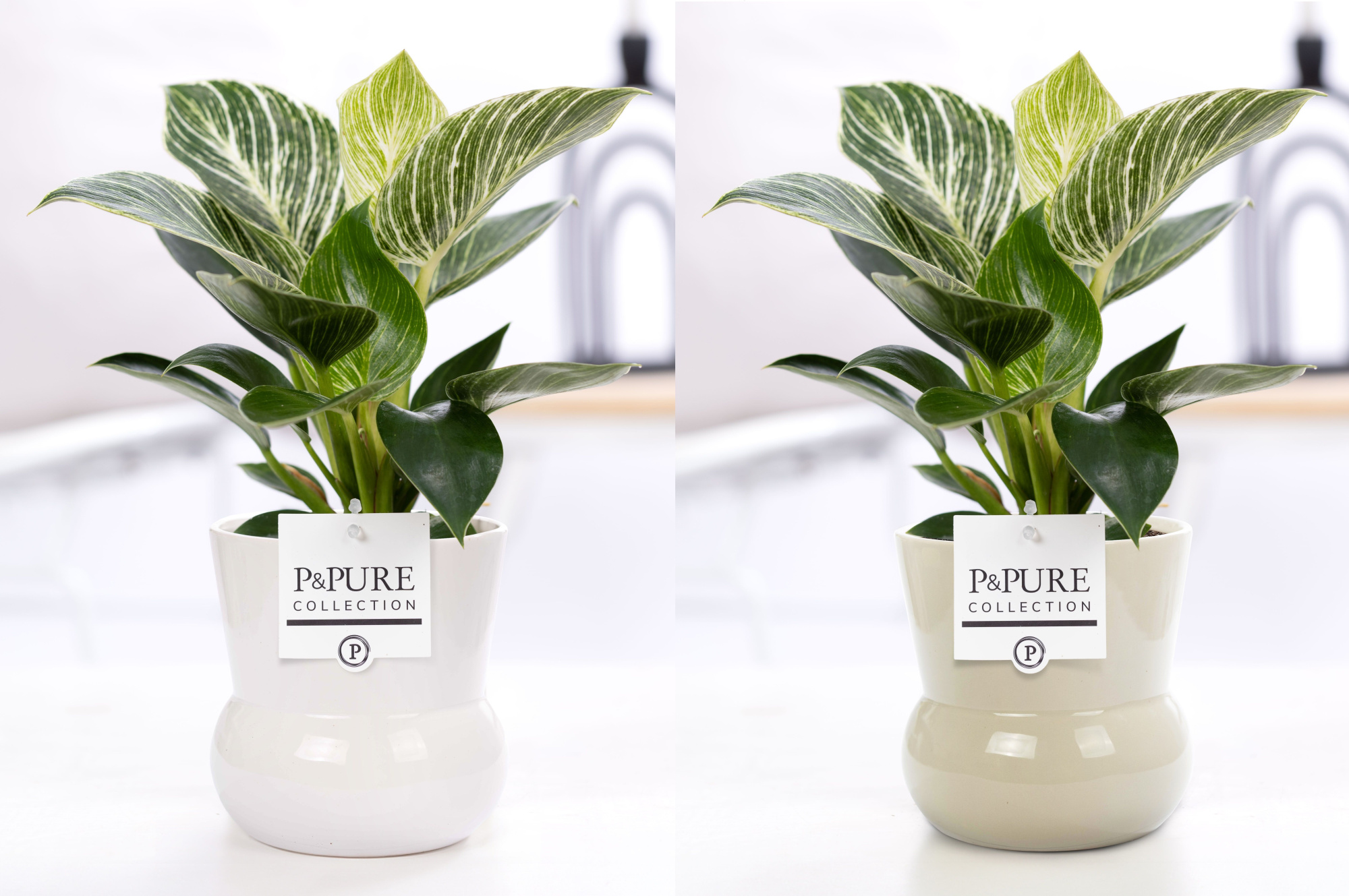 Philodendron White Wave in P&PURE Plant Vase Maxima ass.2, D 12