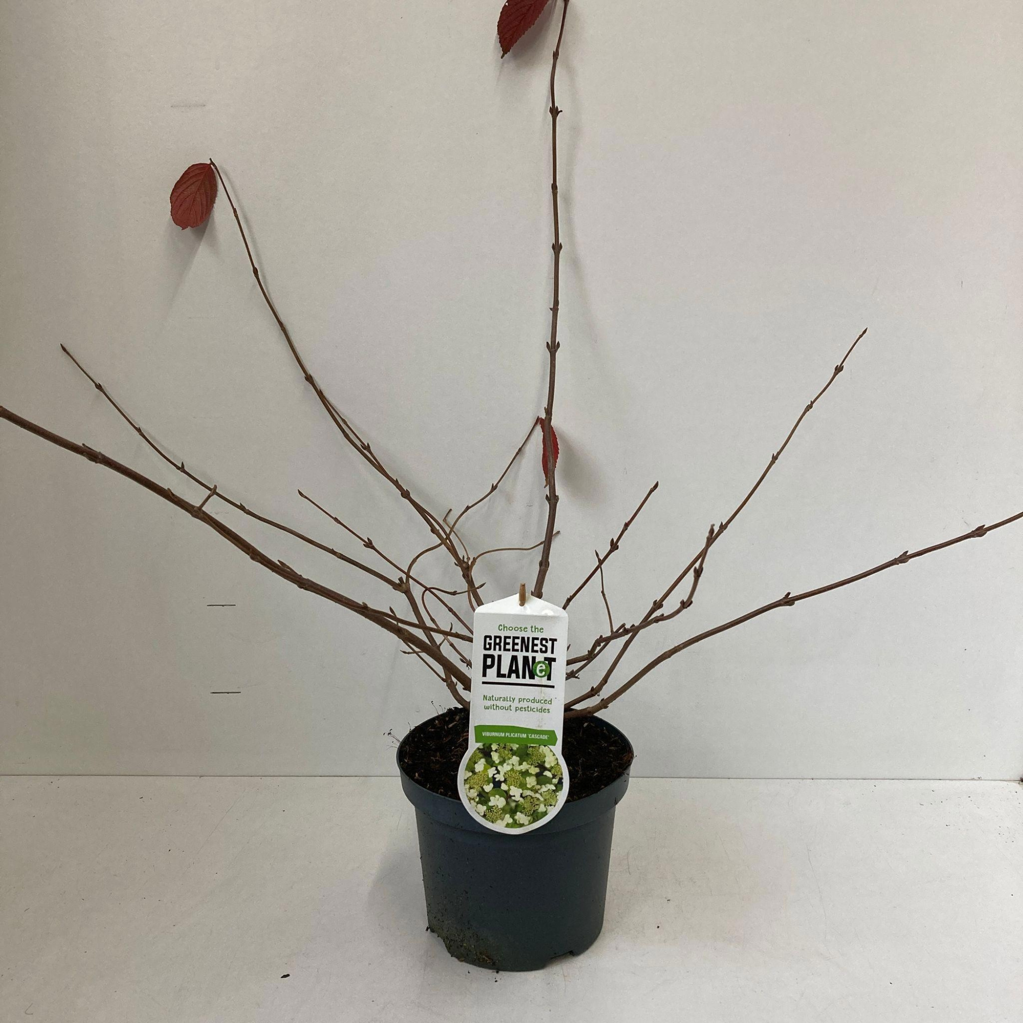 Viburnum plic. 'Cascade', D 19