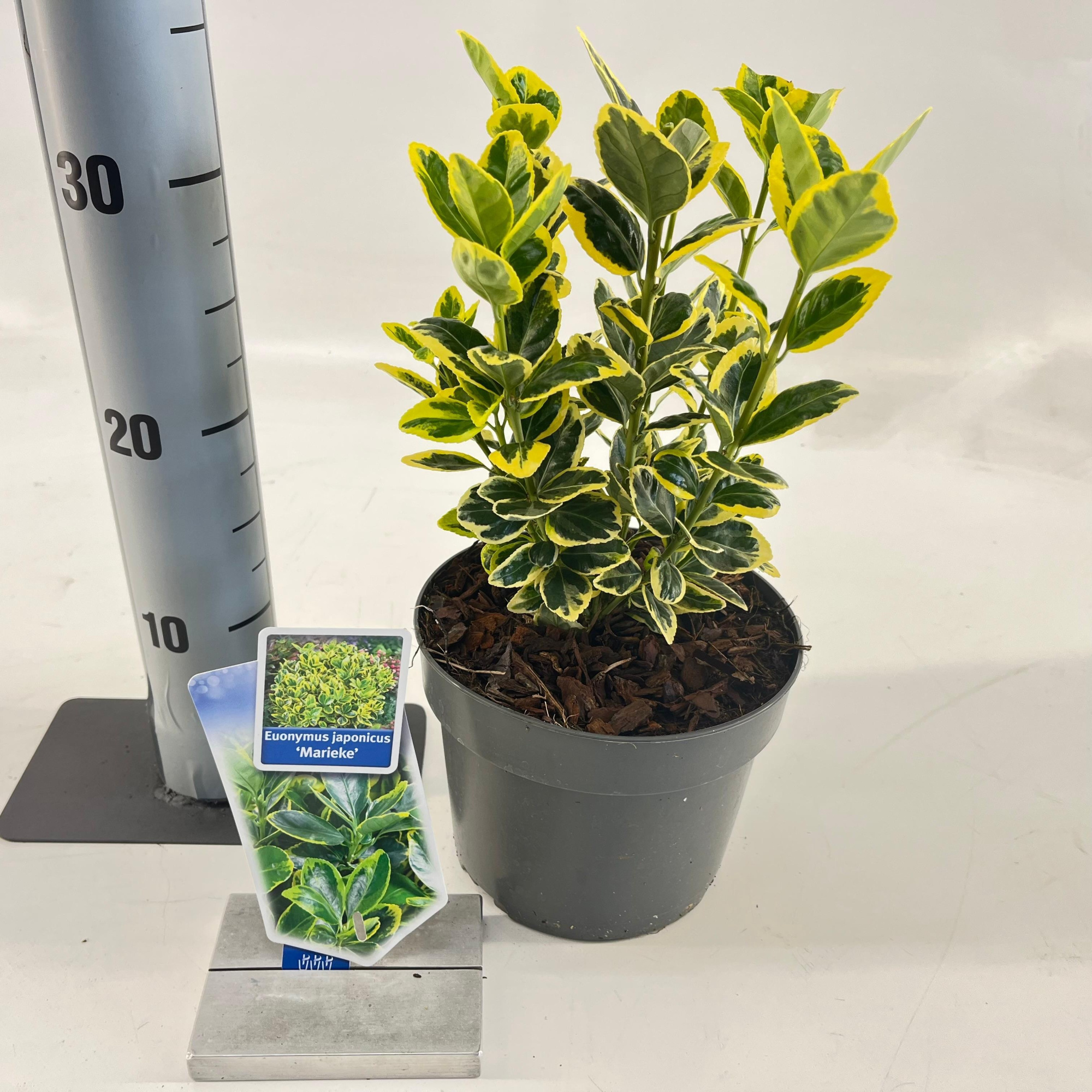 Euonymus jap. 'Marieke', D 17 cm