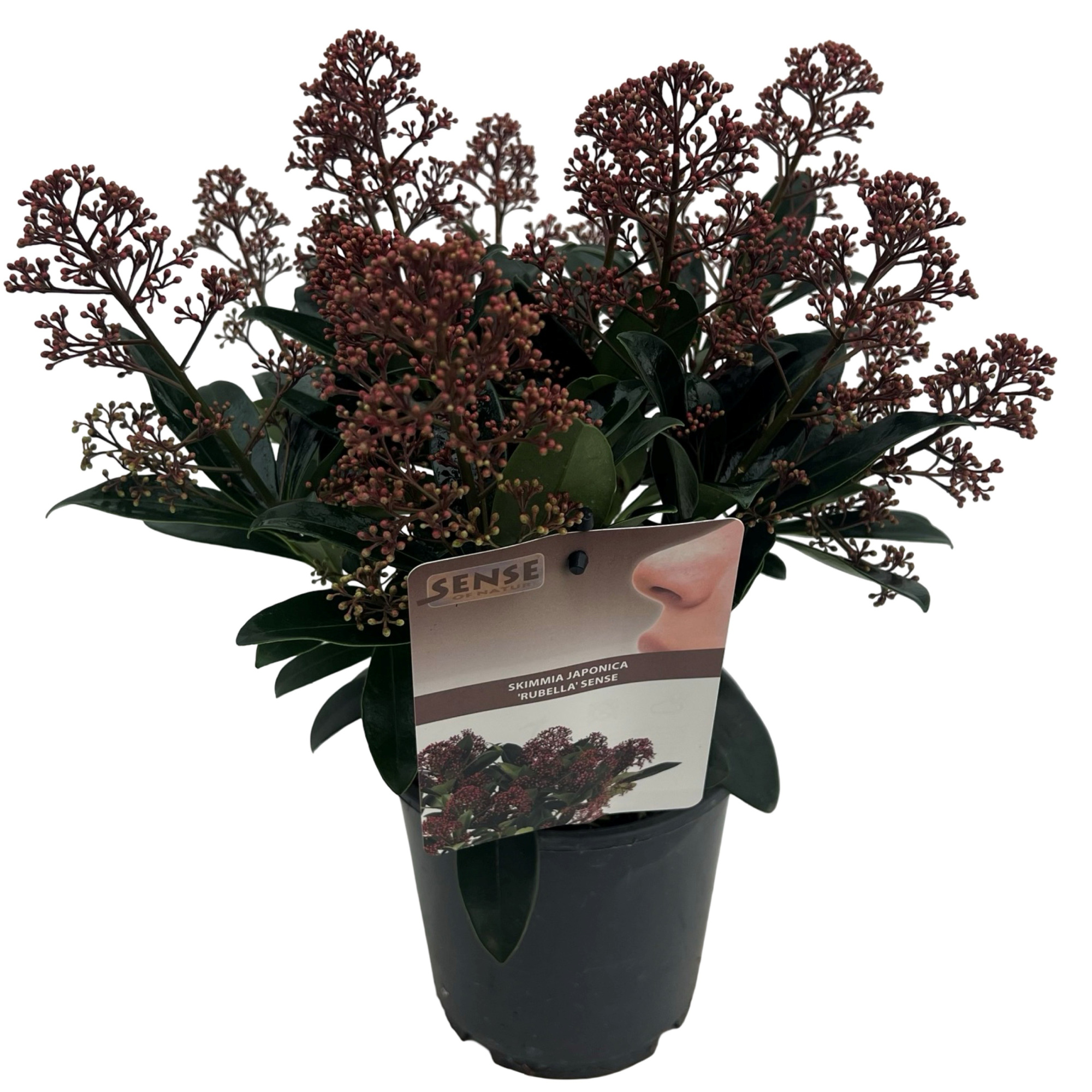Skimmia jap. 'Rubella' sense, D 15