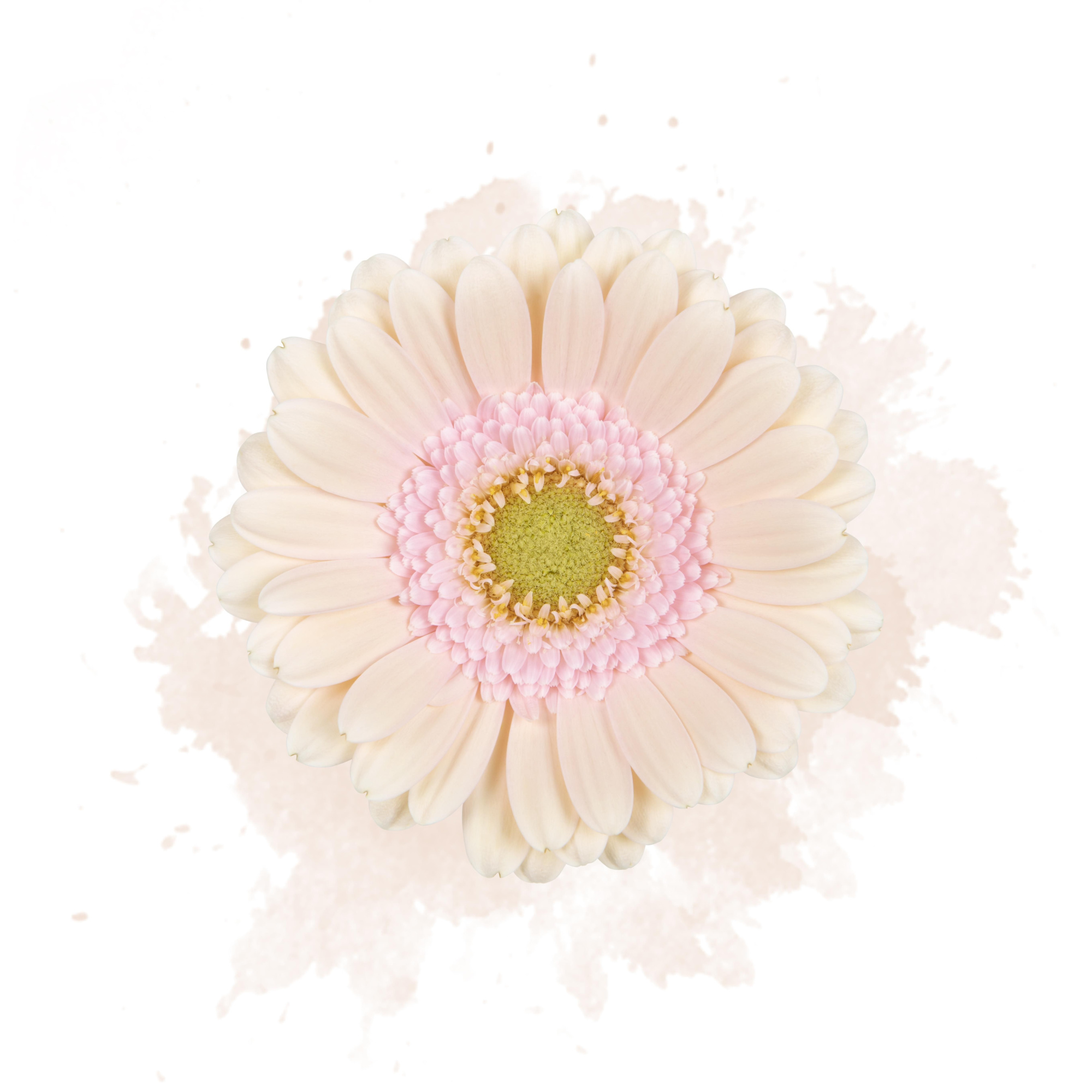 Гермини Али-нор, шт.