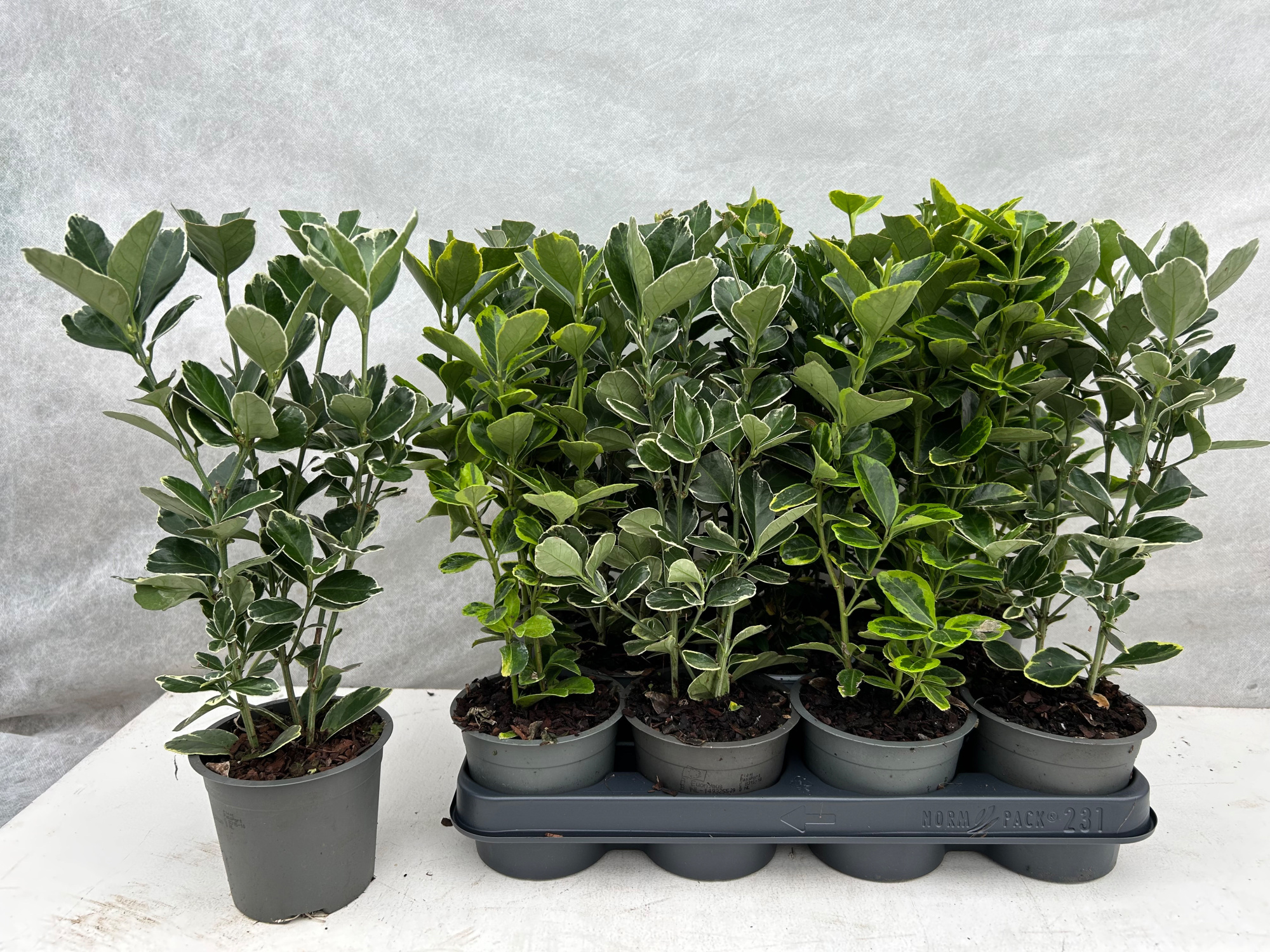 Euonymus japonicus gemengd, D 10,5 cm