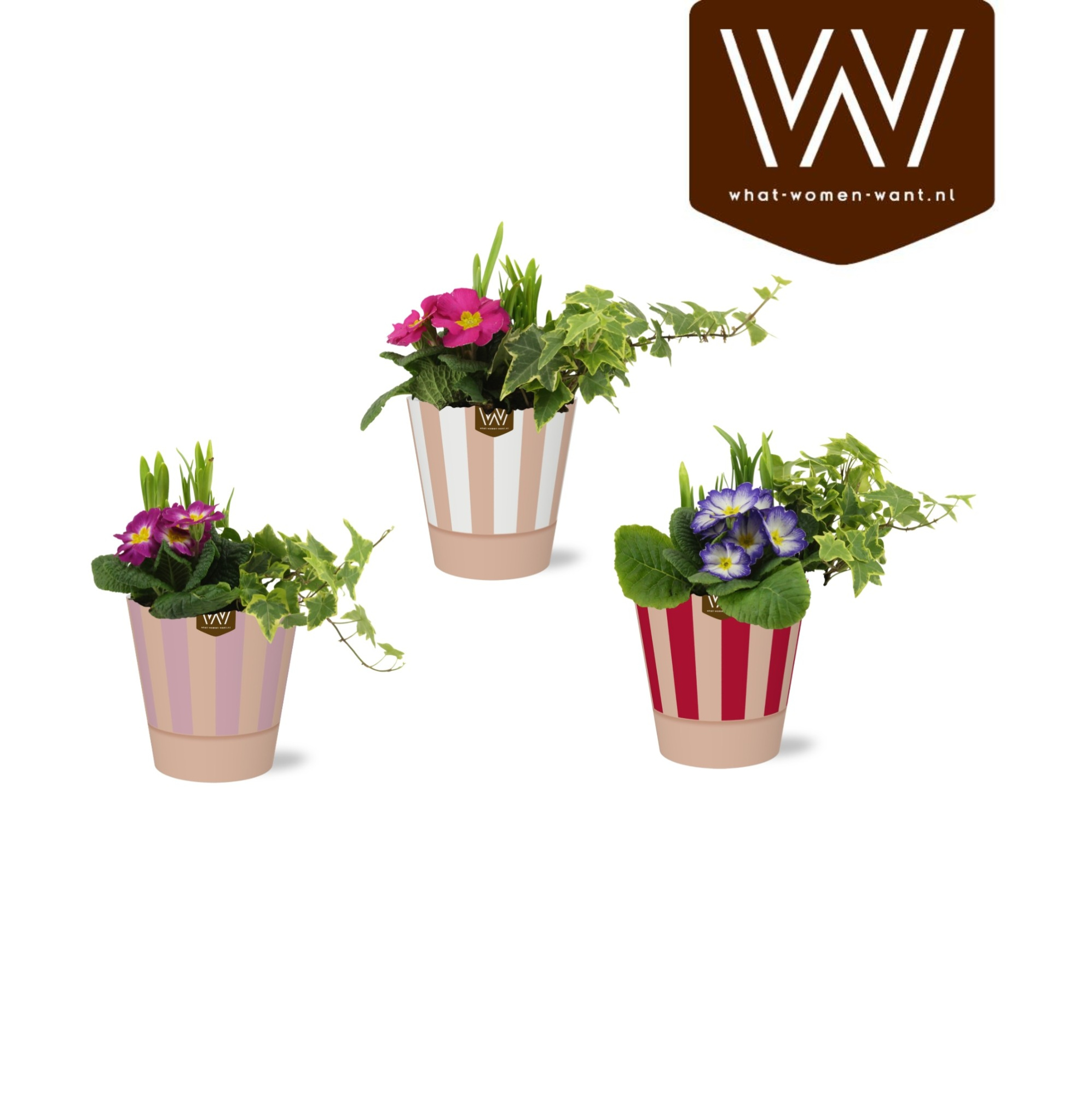 Collectie 'Sympathetic Moods' Arrangement in smartcup Naemi stripe, D 12