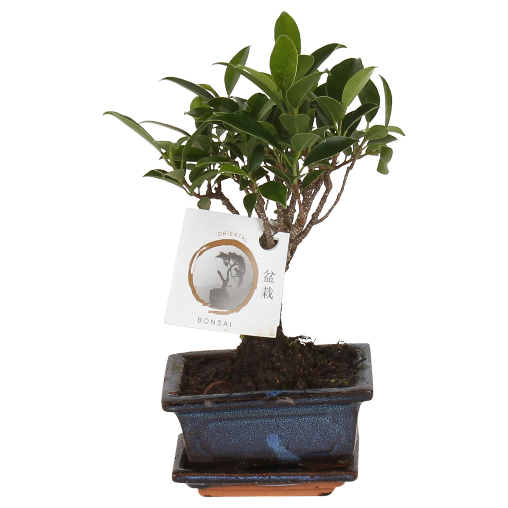 Bonsai 'Ficus retusa.' in ø12cm Ceramic Ball Shape with Saucer, D 12 cm
