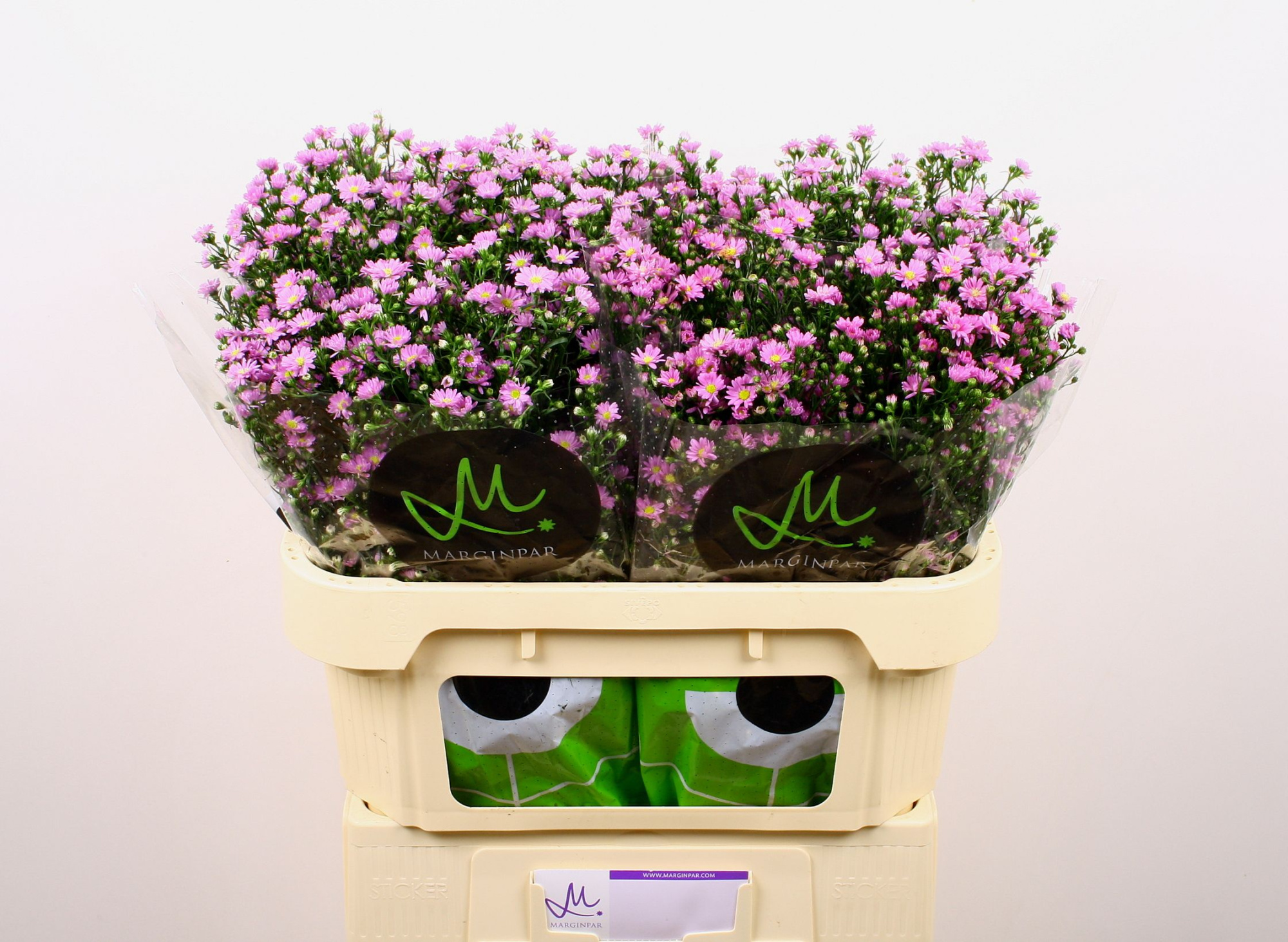 Астер Тини Тайни Пинк 70 (роз.), шт.