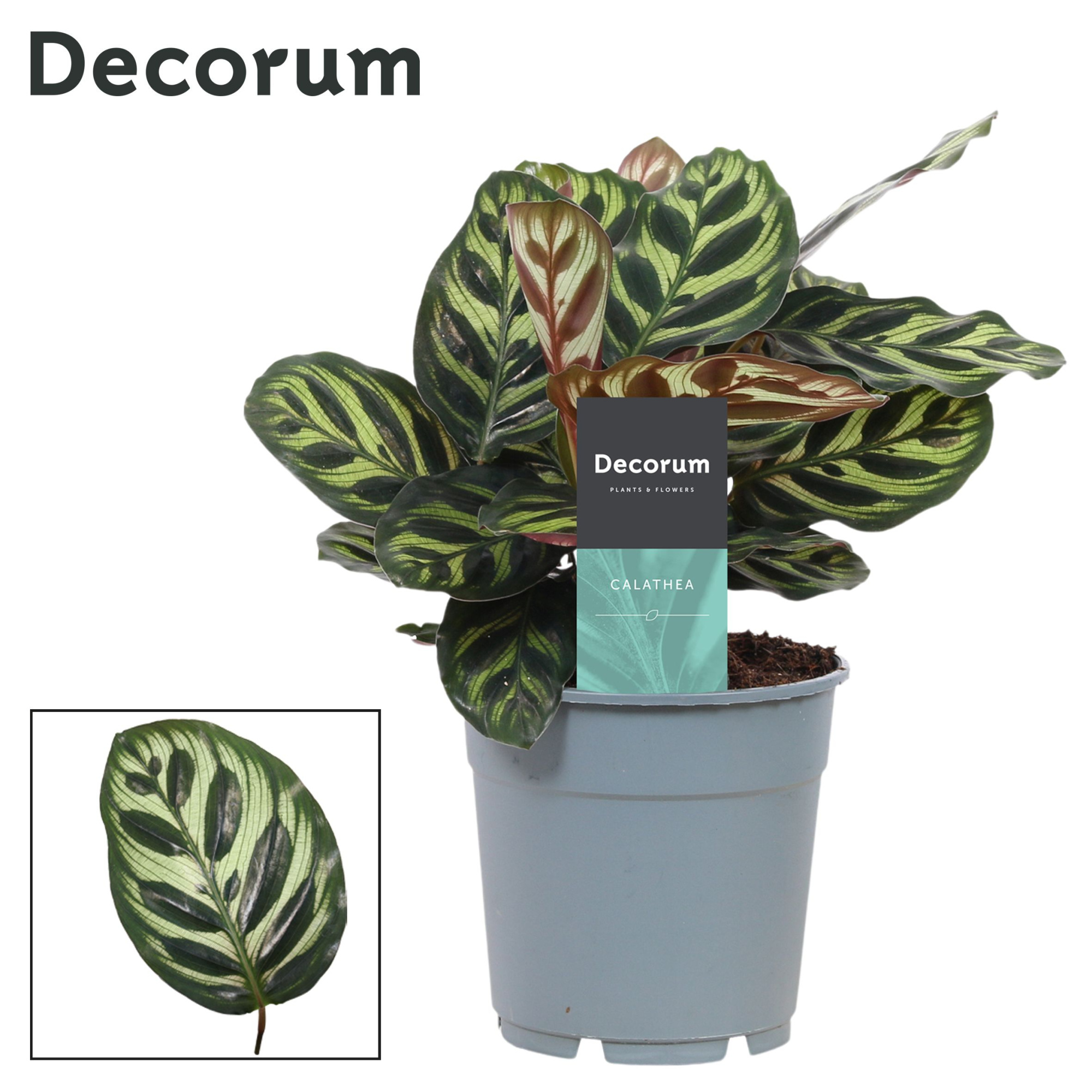 Calathea Makoyana (Decorum), D 12 cm