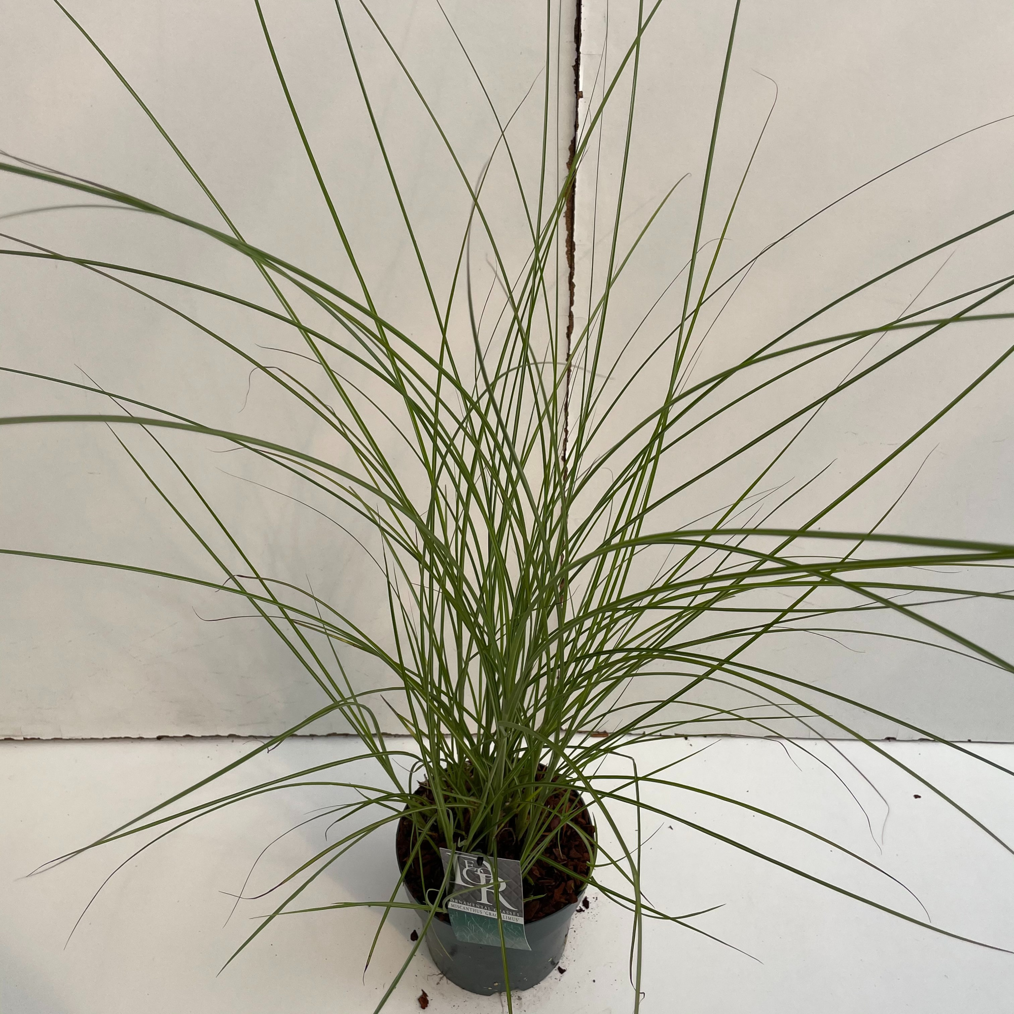 Miscanthus 'Gracillimus', D 19 cm