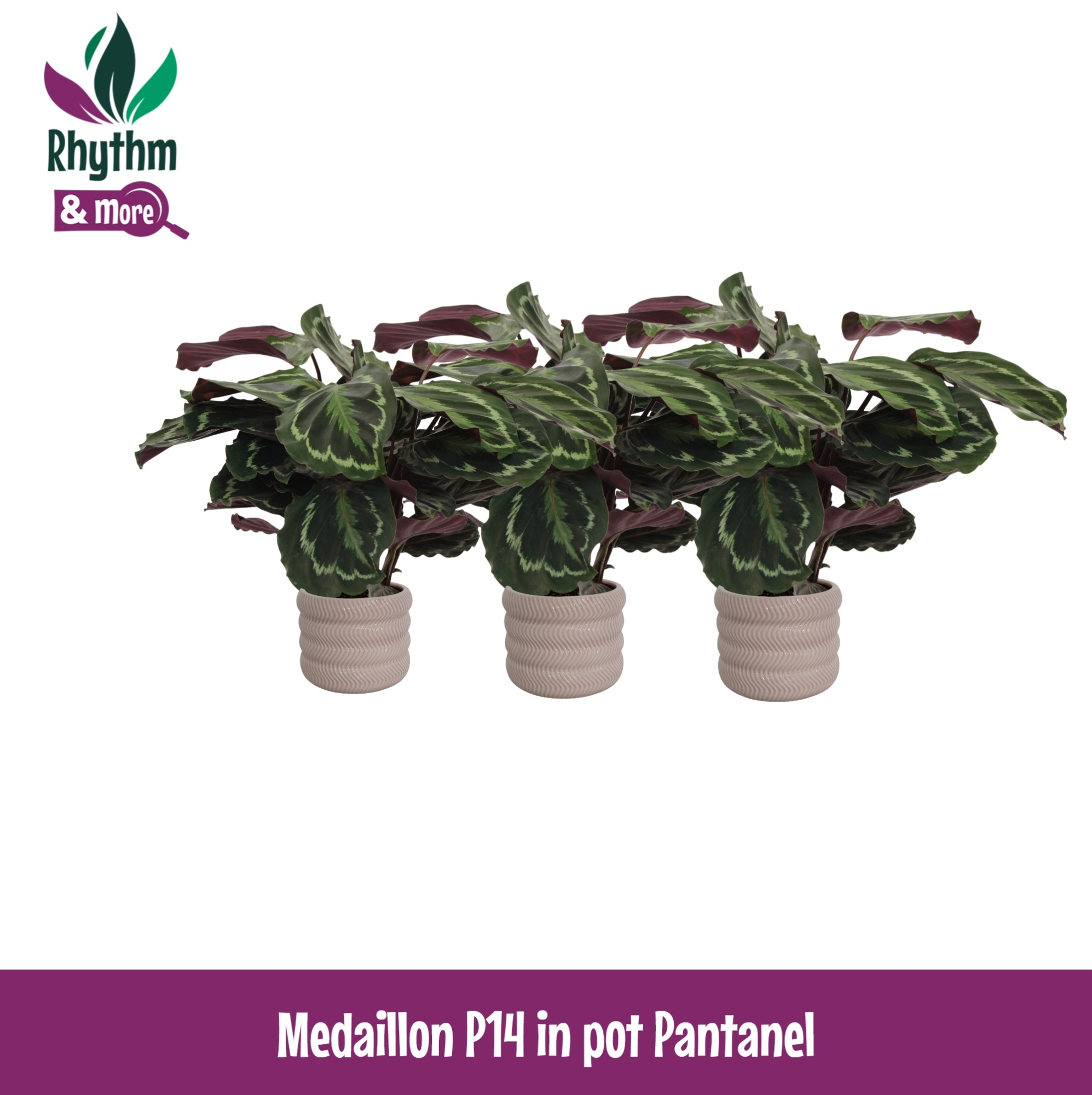 Calathea 14cm Medaillon in Pantanel Keramiek - Rhythm & More, D 14