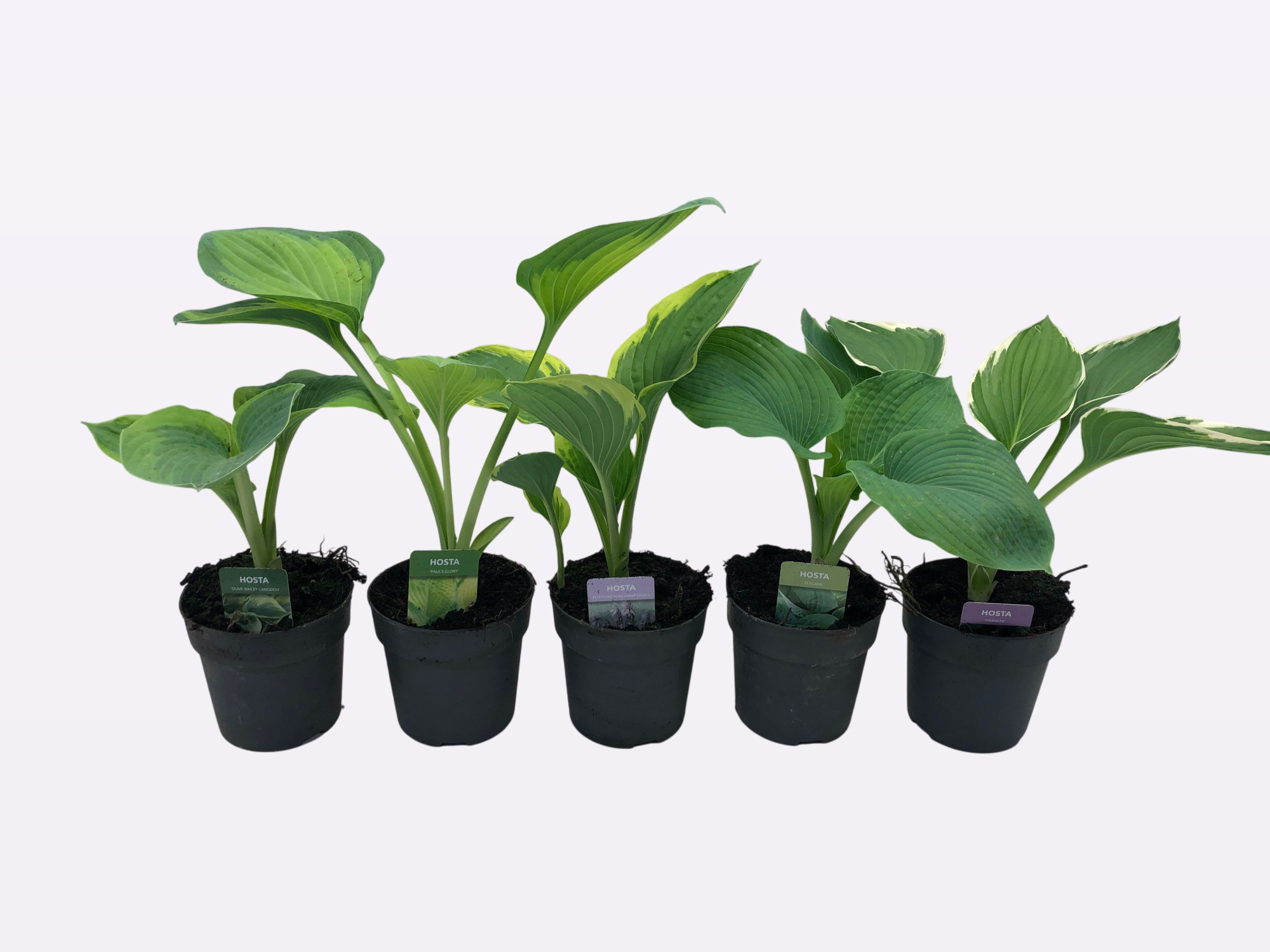 Hosta overig Mixmodule, D 13 cm