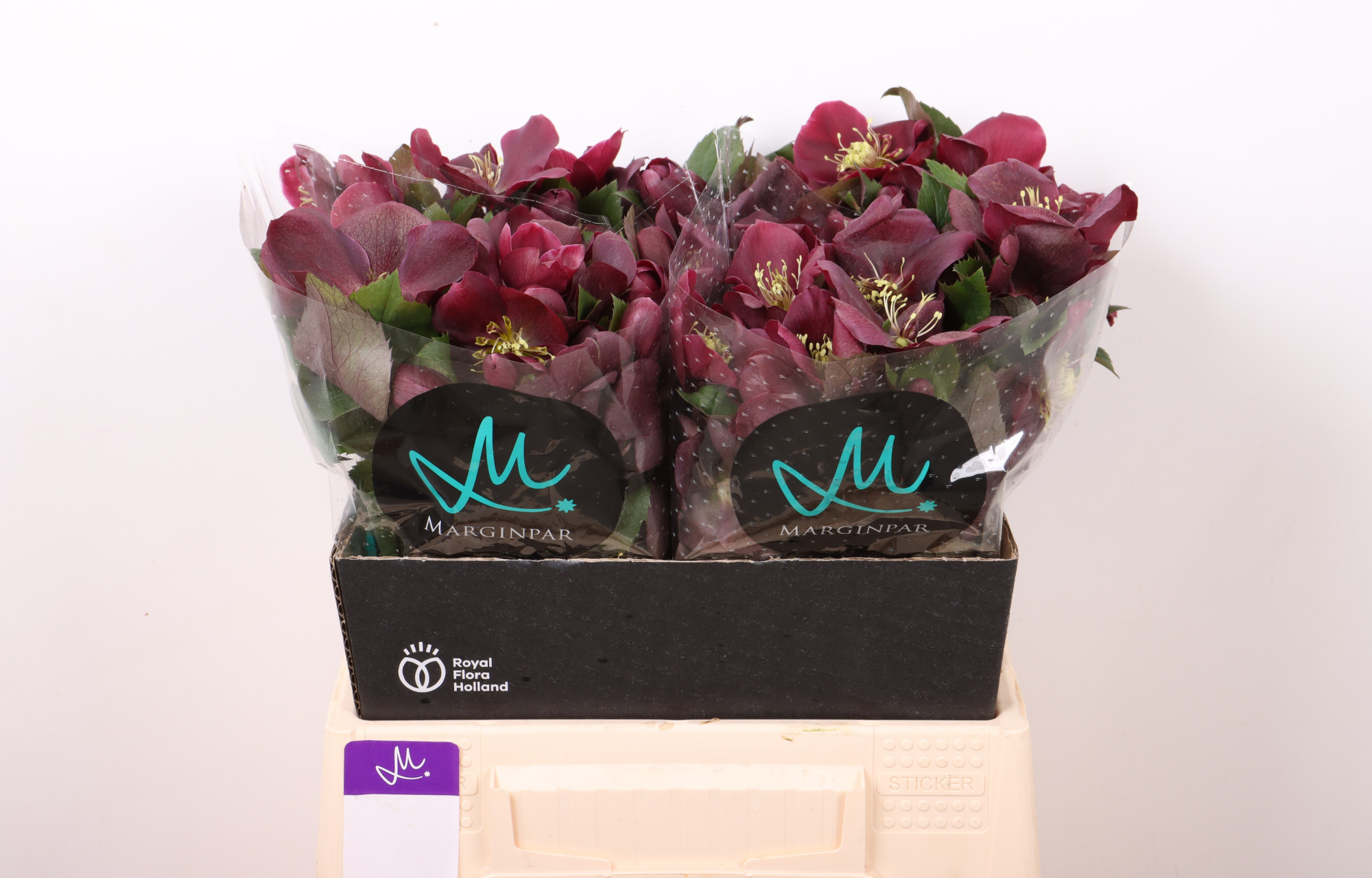 Хелеборус од. Классик Уан (красн.) 40, шт.