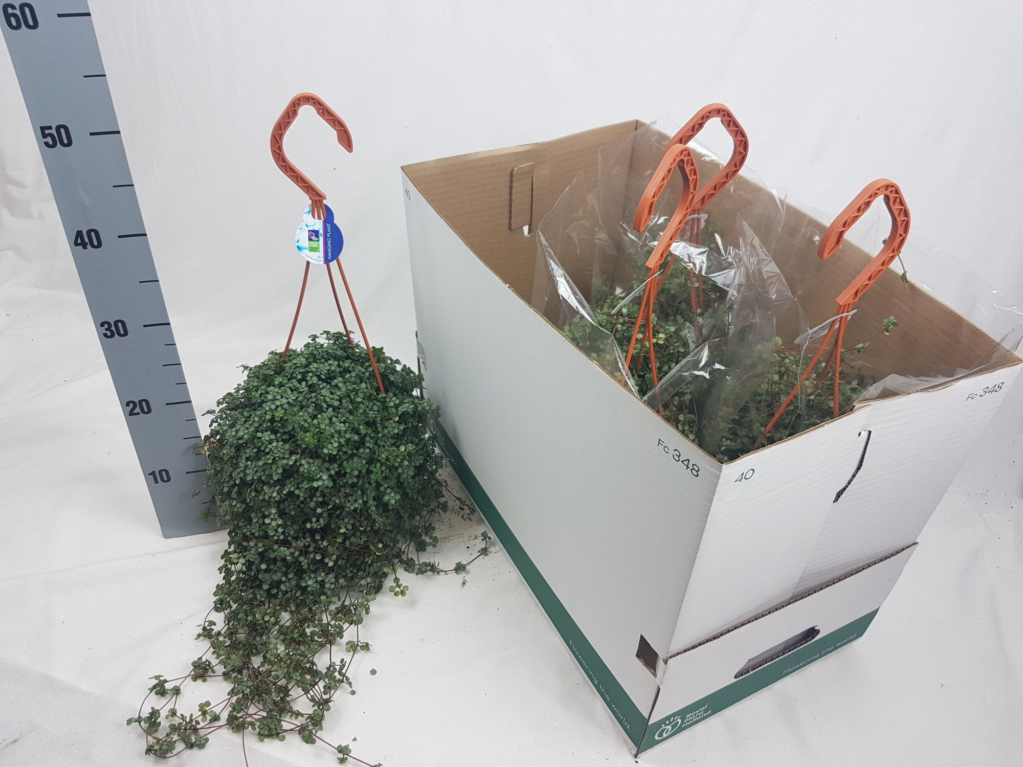 Pilea Glaucophylla, D 18