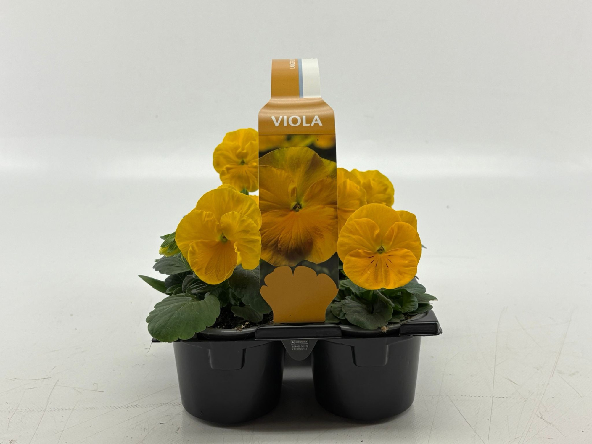 Sixpack Viola F1 Clear Yellow, D 9 cm