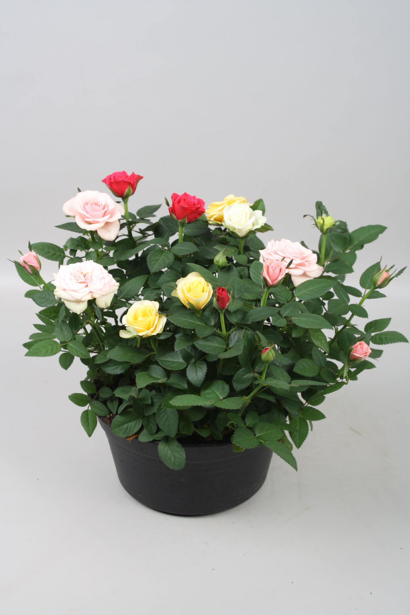 Rosa Favourite Roses FESTIVAL (4 kleuren in 1 pot), D 20