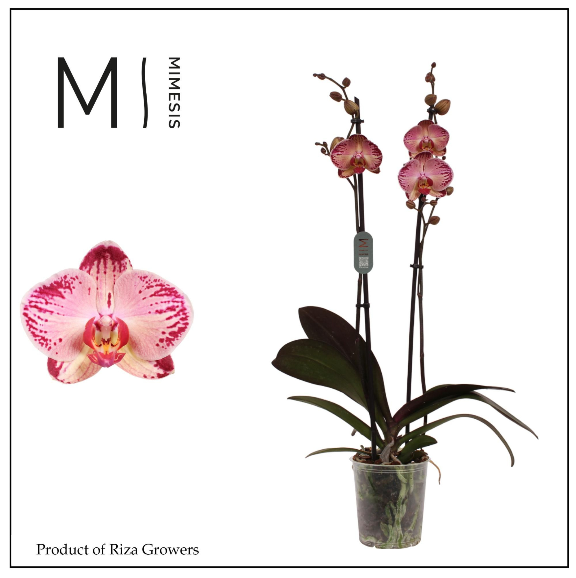 Mimesis Phal. Paisaje - 2 spike 12cm, D 12 cm