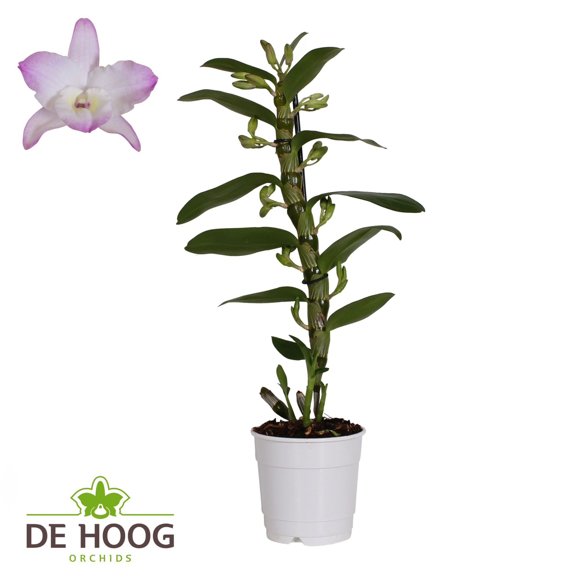 Dendrobium Nobile Kumiko 1 stam 8+ tros De Hoog, D 12