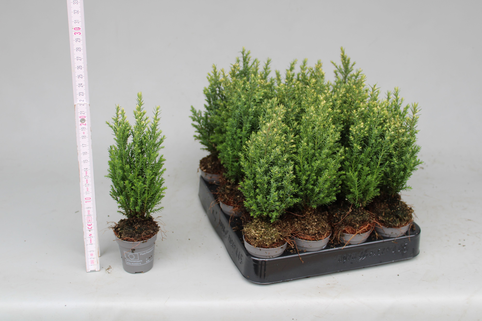 Chamaecyparis Lawsoniana Snow White P5,5, D 5,5 cm