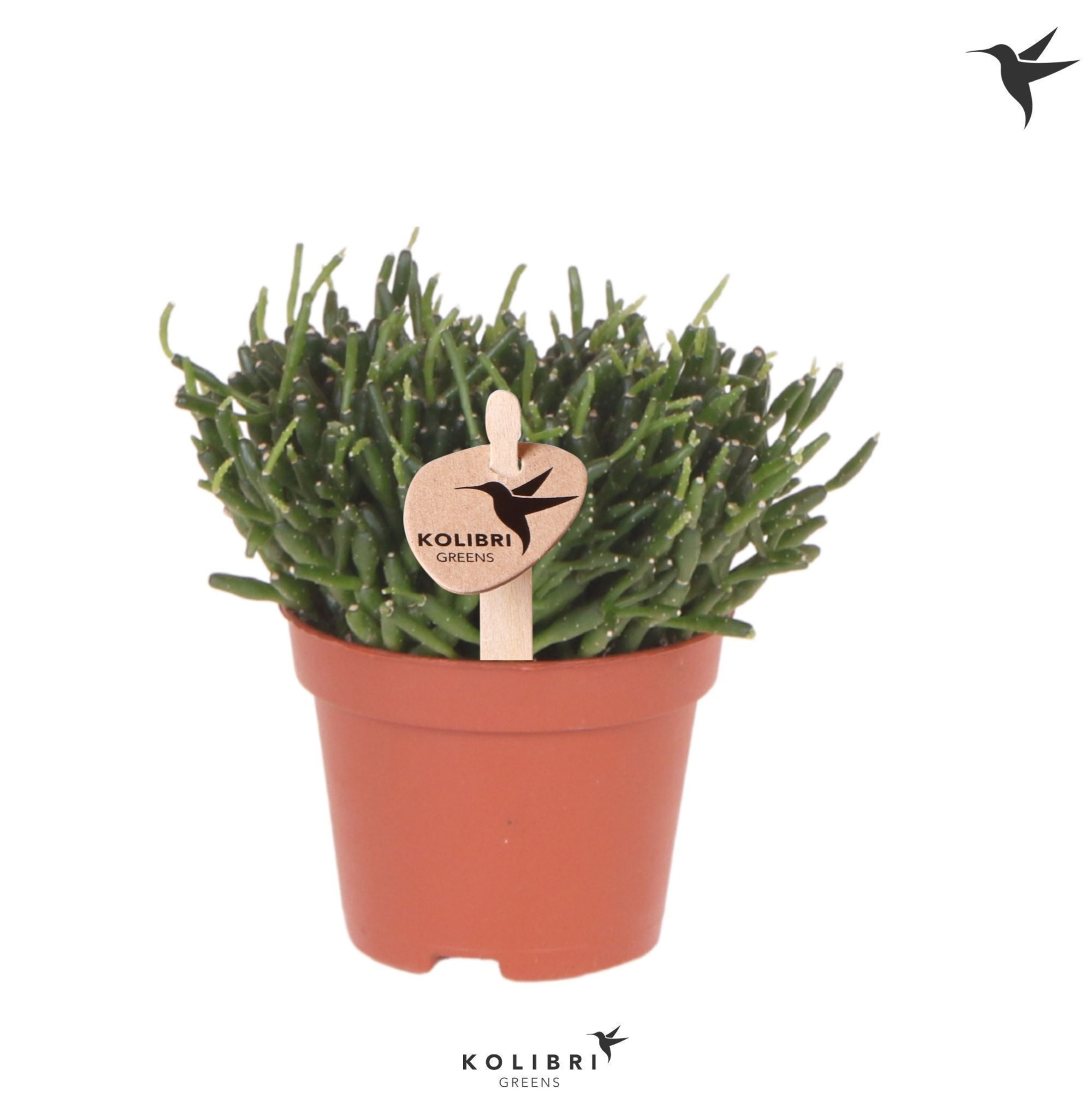 Kolibri Greens Rhipsalis Baccifera, D 6 cm