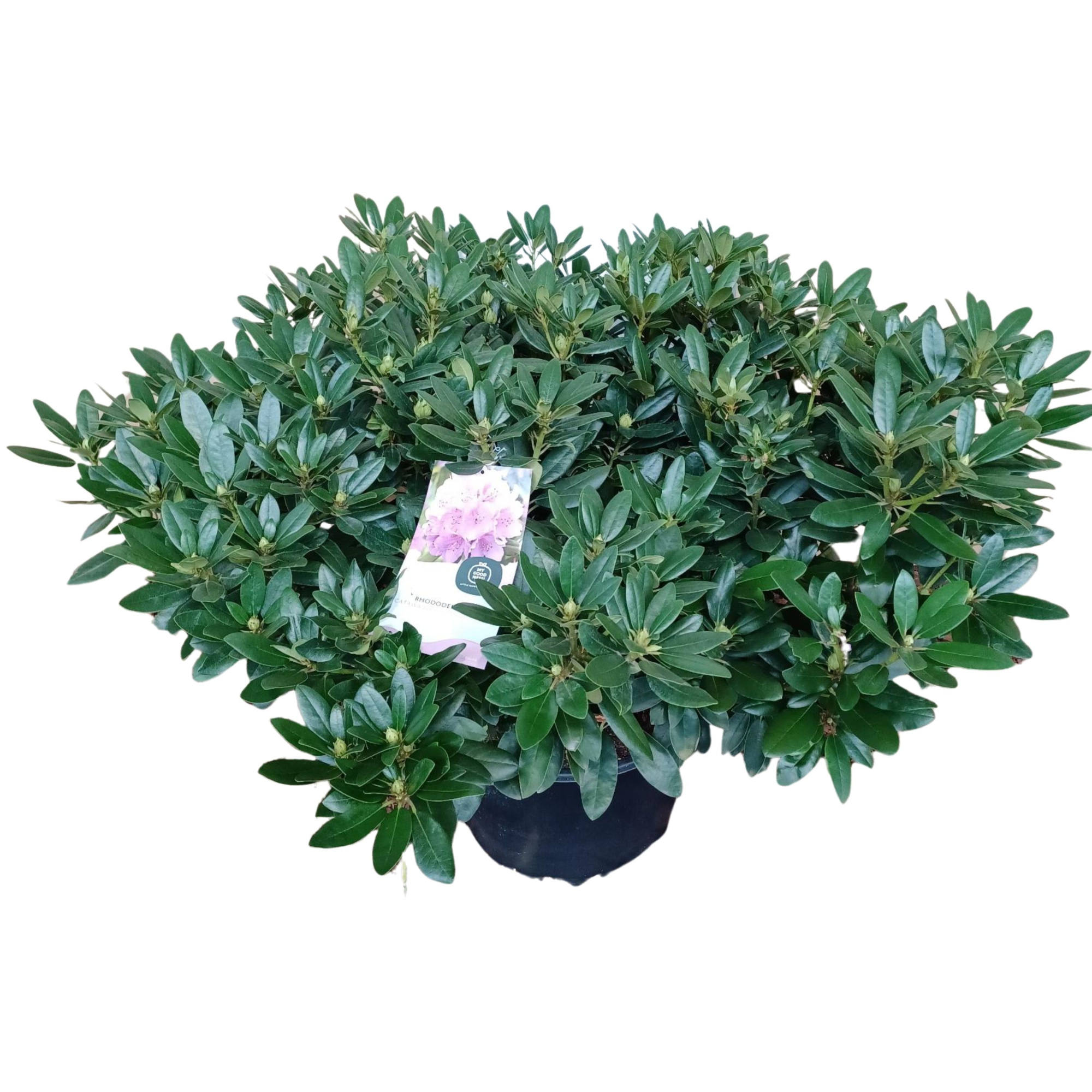 Rhododendron 120cm /45 liter 'Cat. Grandiflorum', D 54 cm