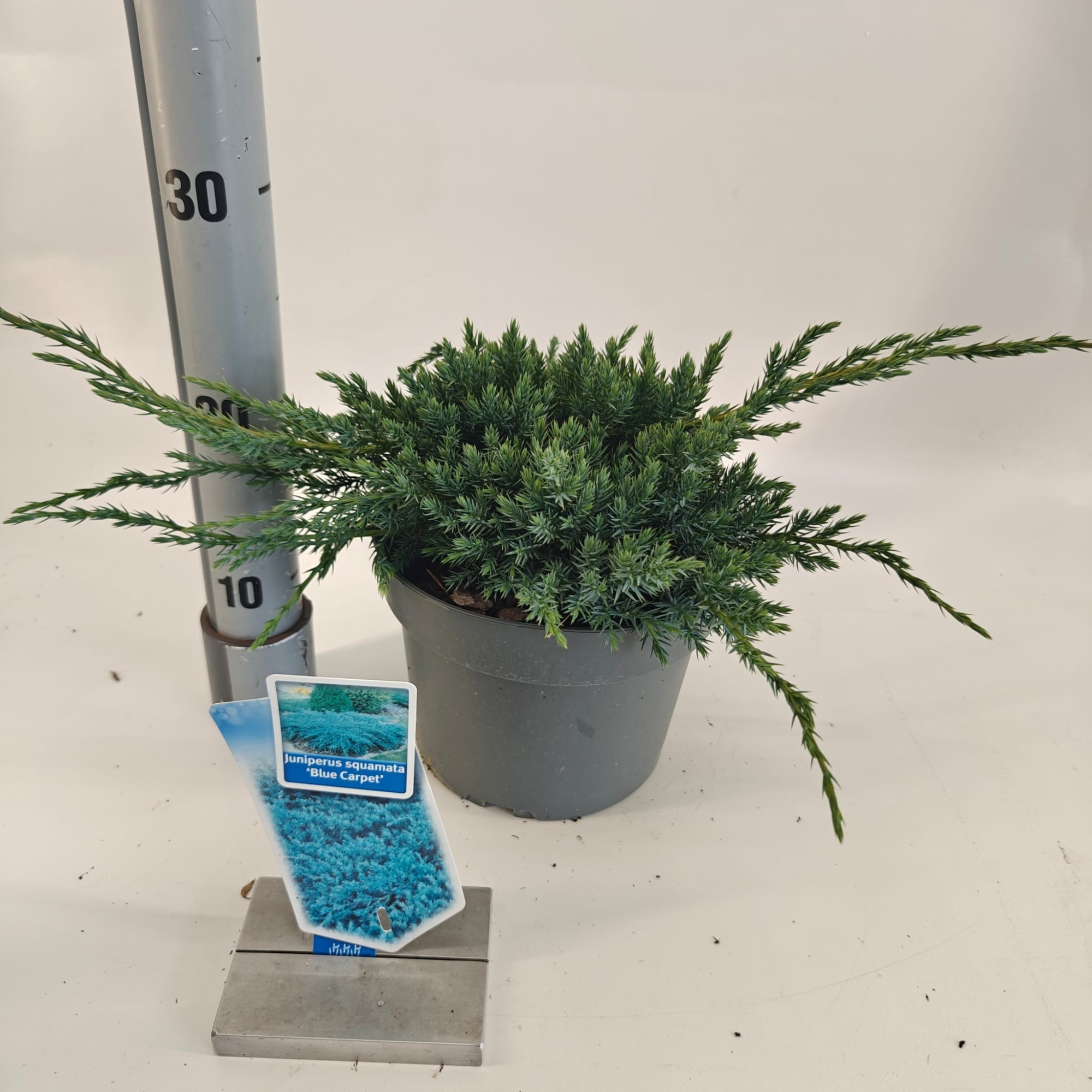Juniperus squamata 'Blue Carpet', D 19 cm