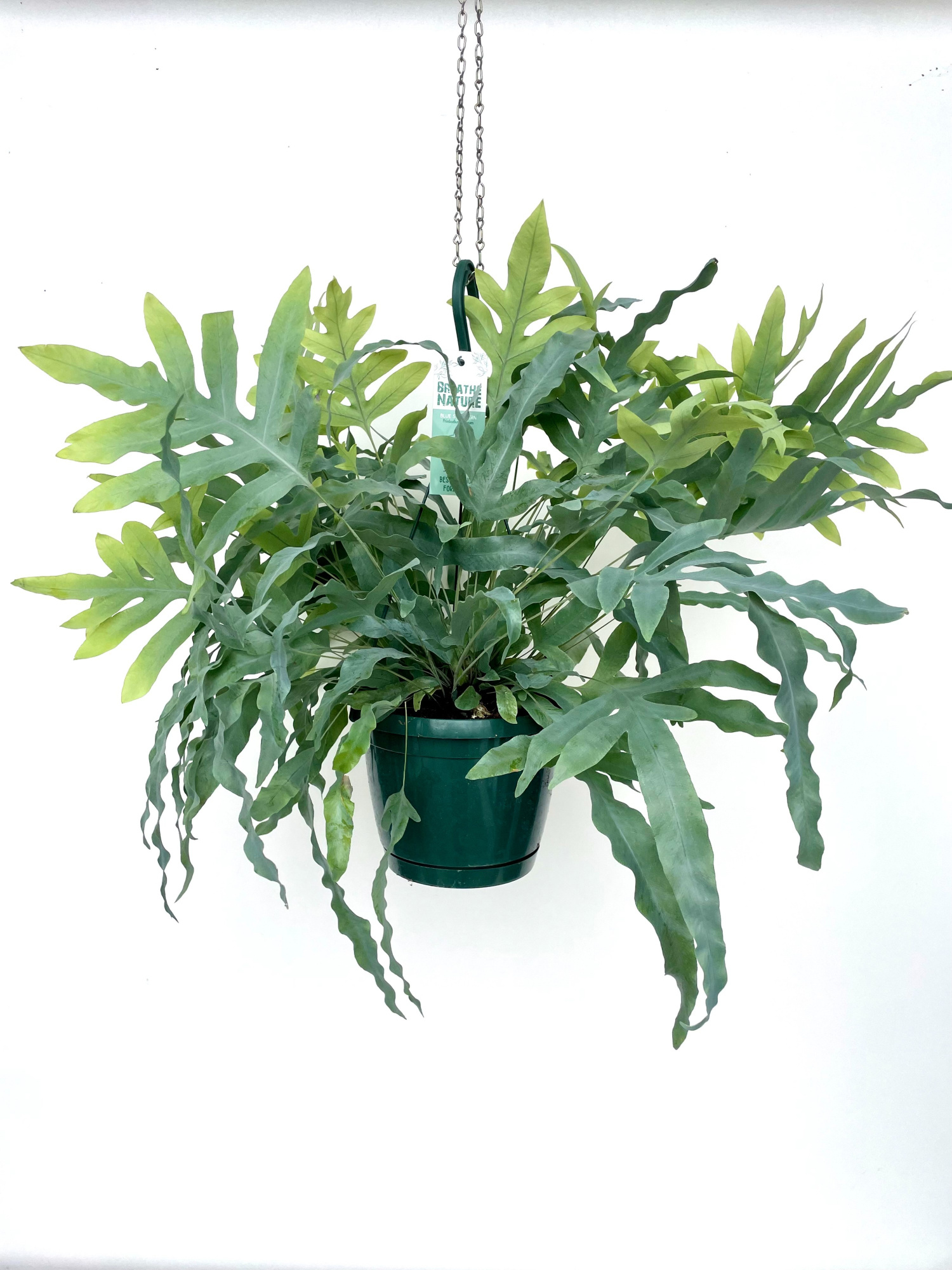 Phlebodium aureum 18 cm, D 18 cm