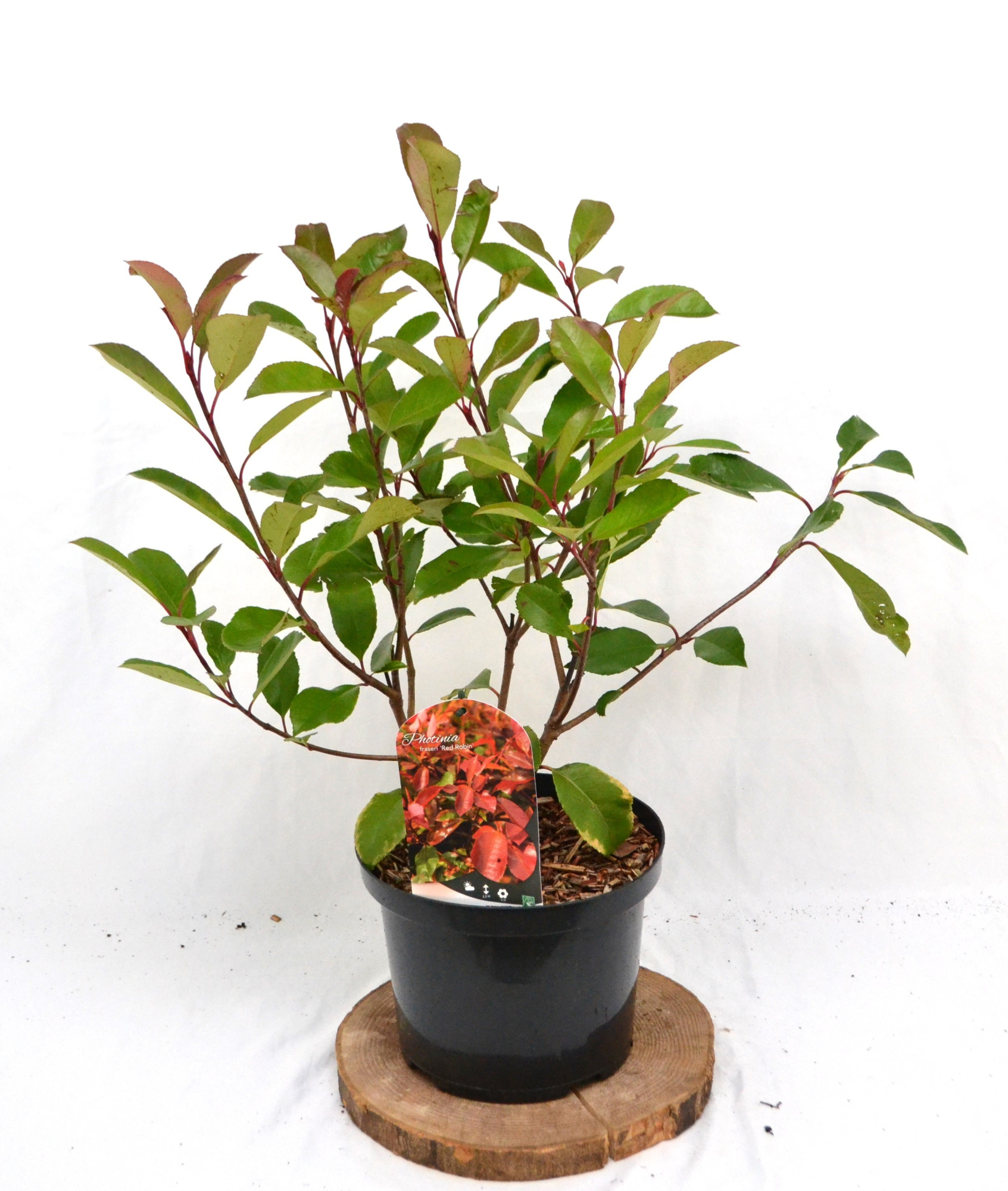Photinia fraseri 'Red Robin' C5 40-60, D 23 cm
