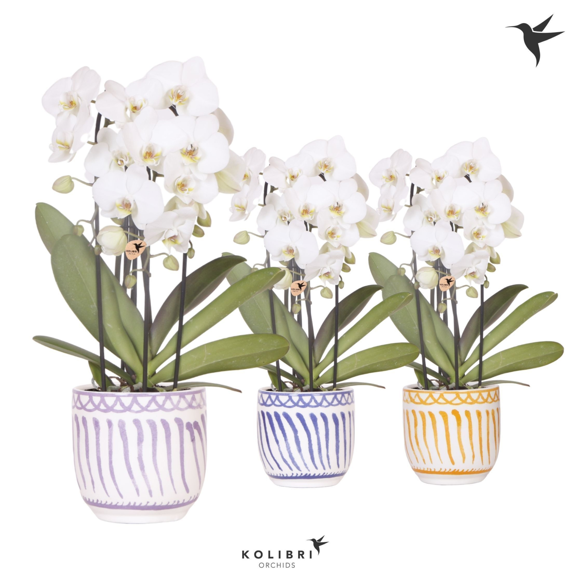 Kolibri Orchids Cascade Niagara Fall white 3 spike in Granada pot mix, D 12