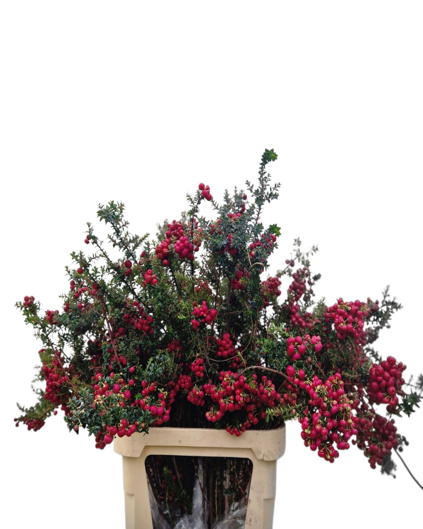 Гаультерия Остроконечная 100, шт.