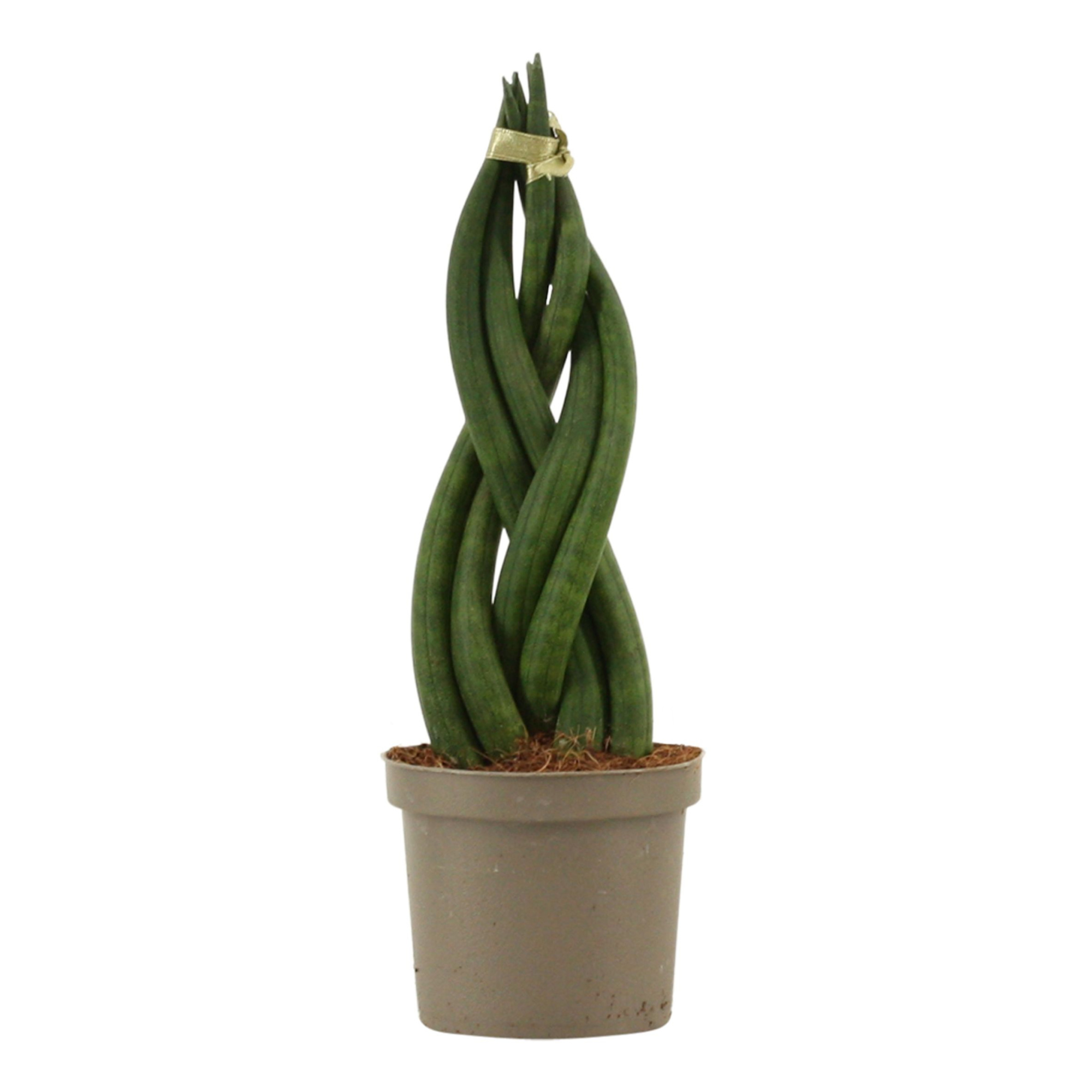 Sansevieria Cylindrica 9 cm Braid, D 9 cm