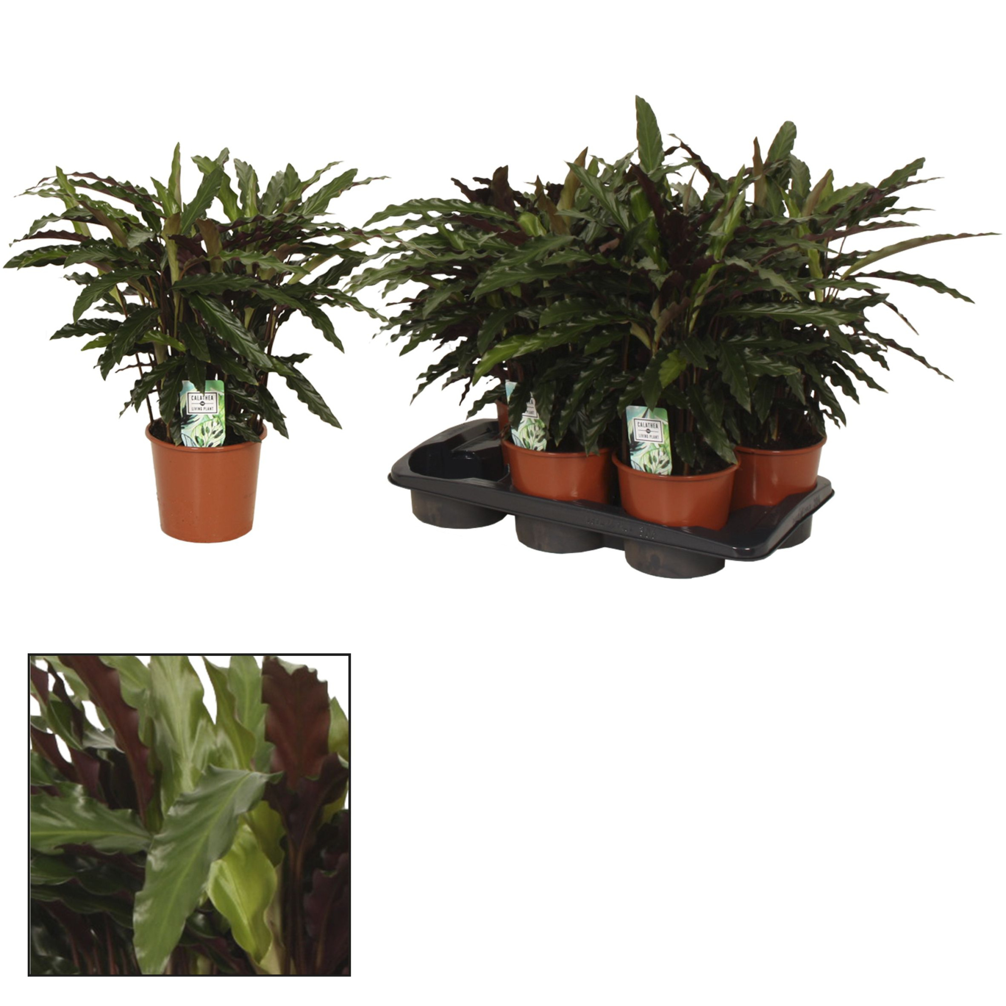 Calathea 17cm Elgergrass, D 17 cm