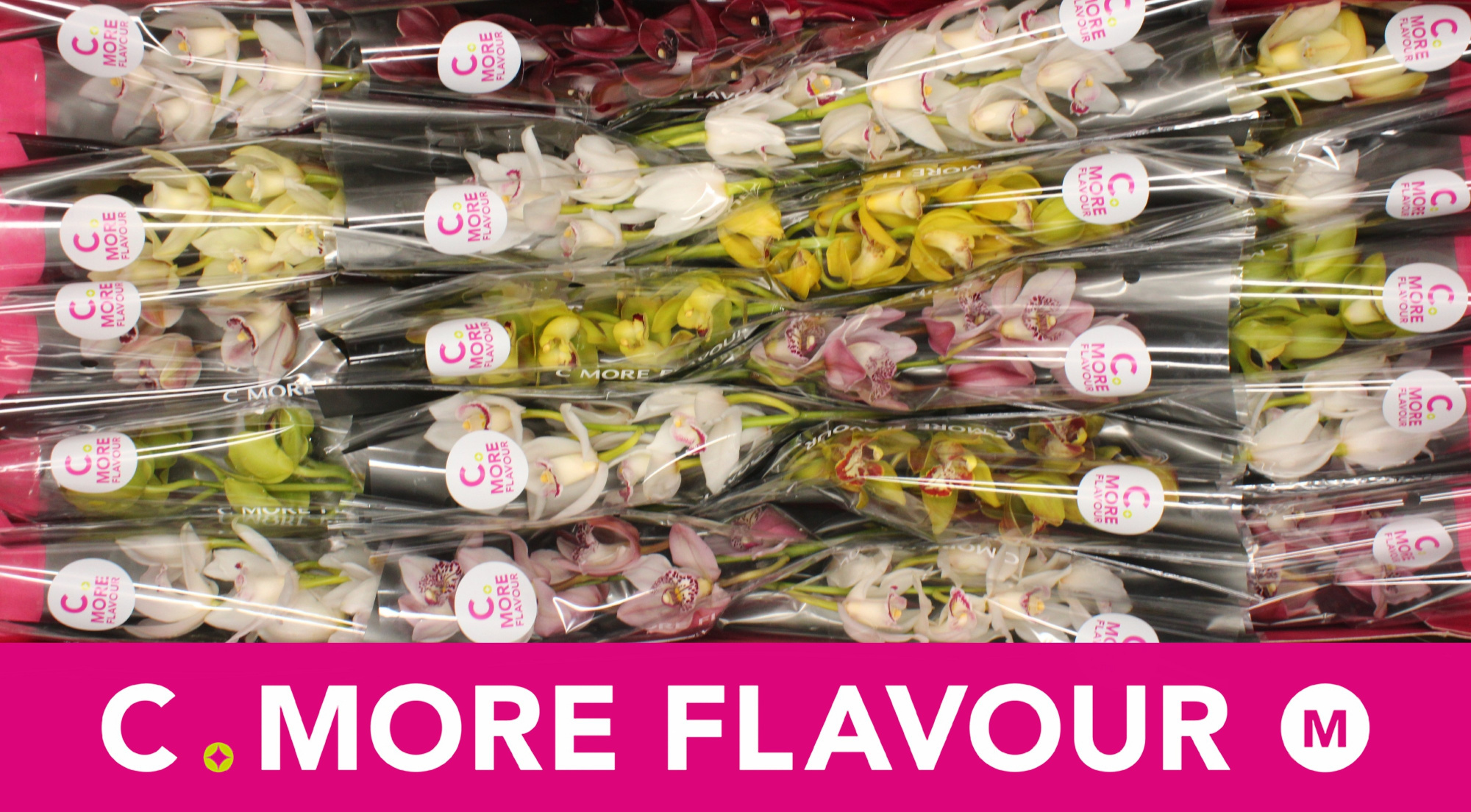 Цимбидиум мини Микс x20 40, шт.