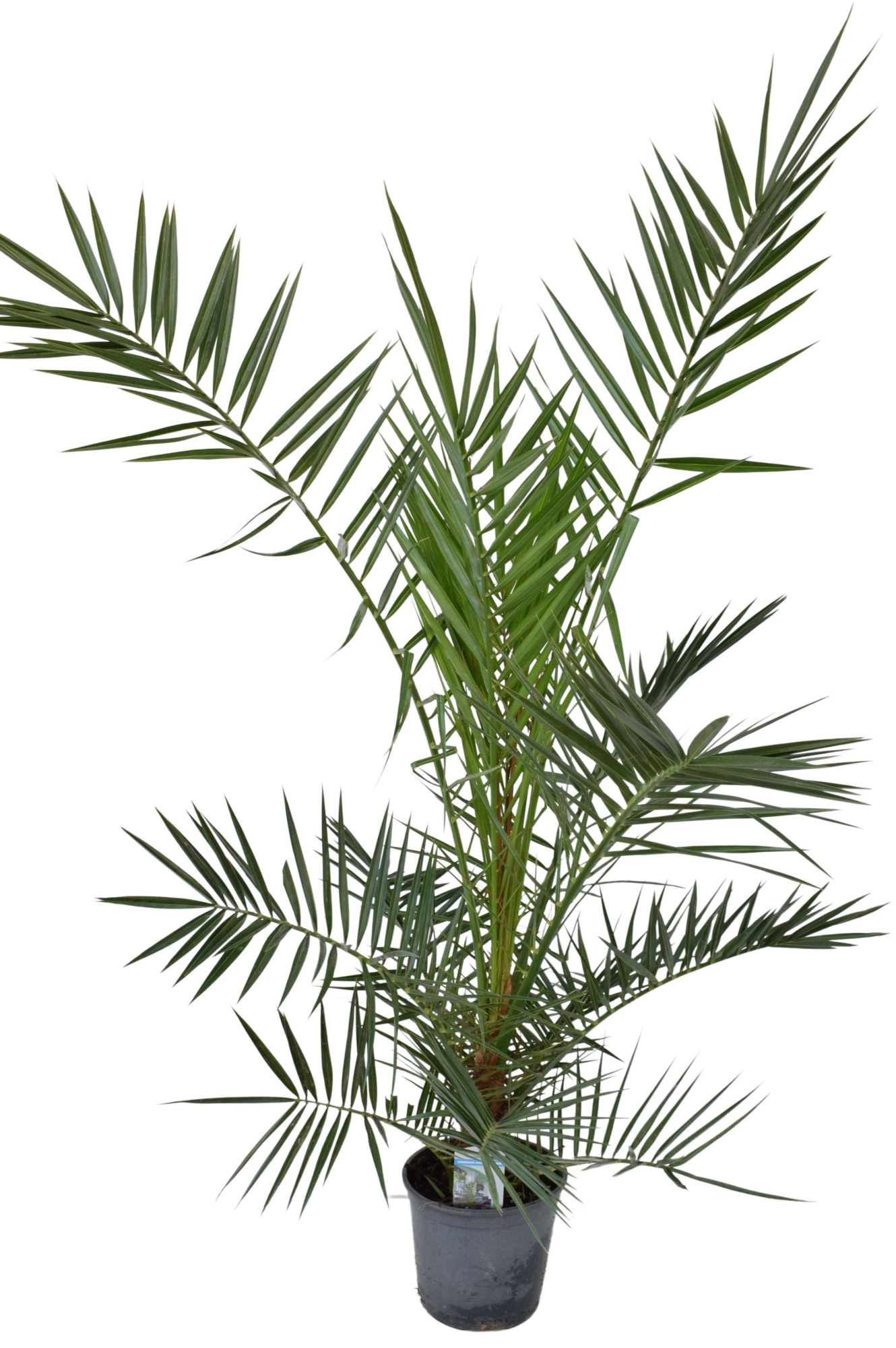 Phoenix canariensis P18 H140, D 18