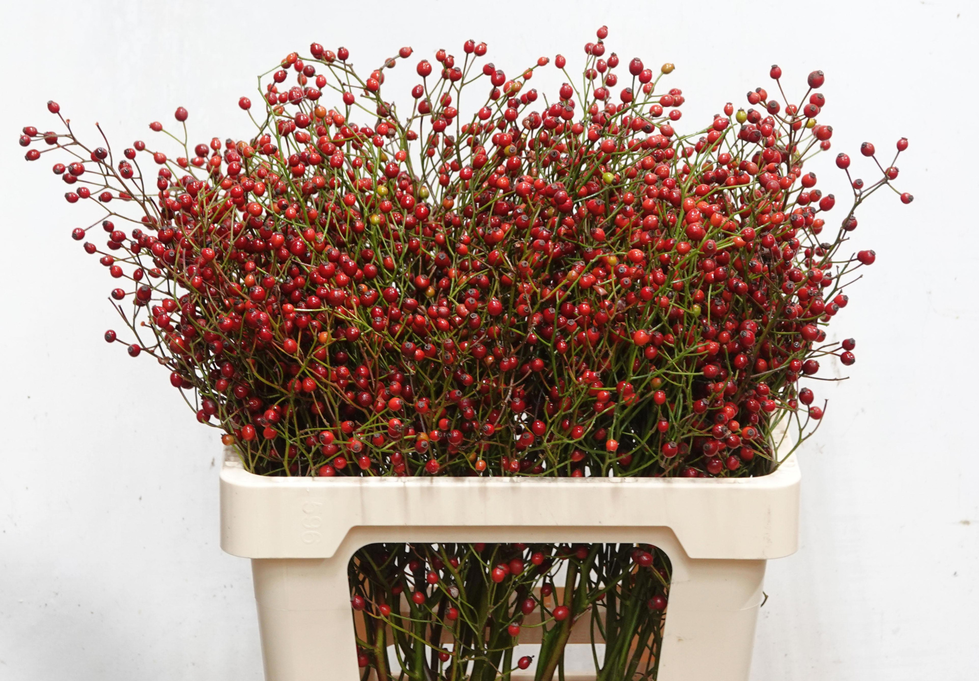 Рузботель Отем Сплендор 60, шт.