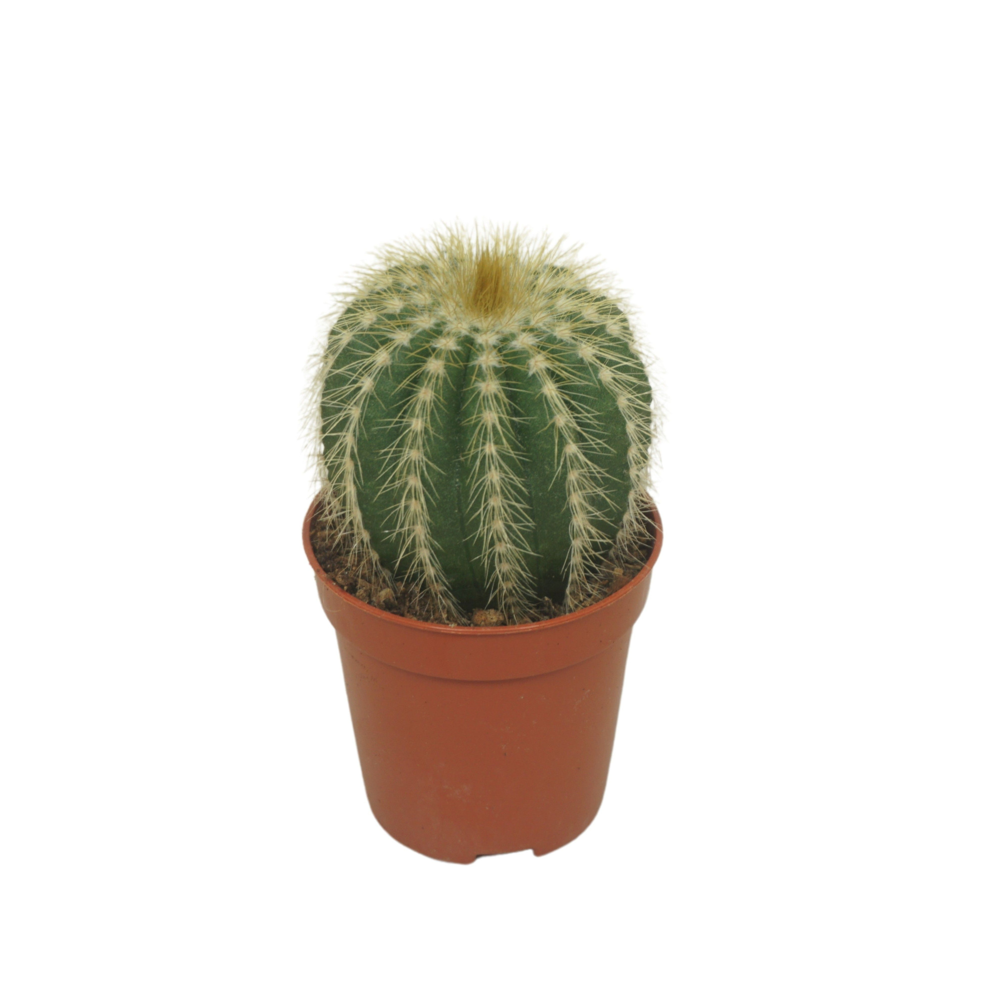 Eriocactus warasii 5,5 cm, D 5,5 cm