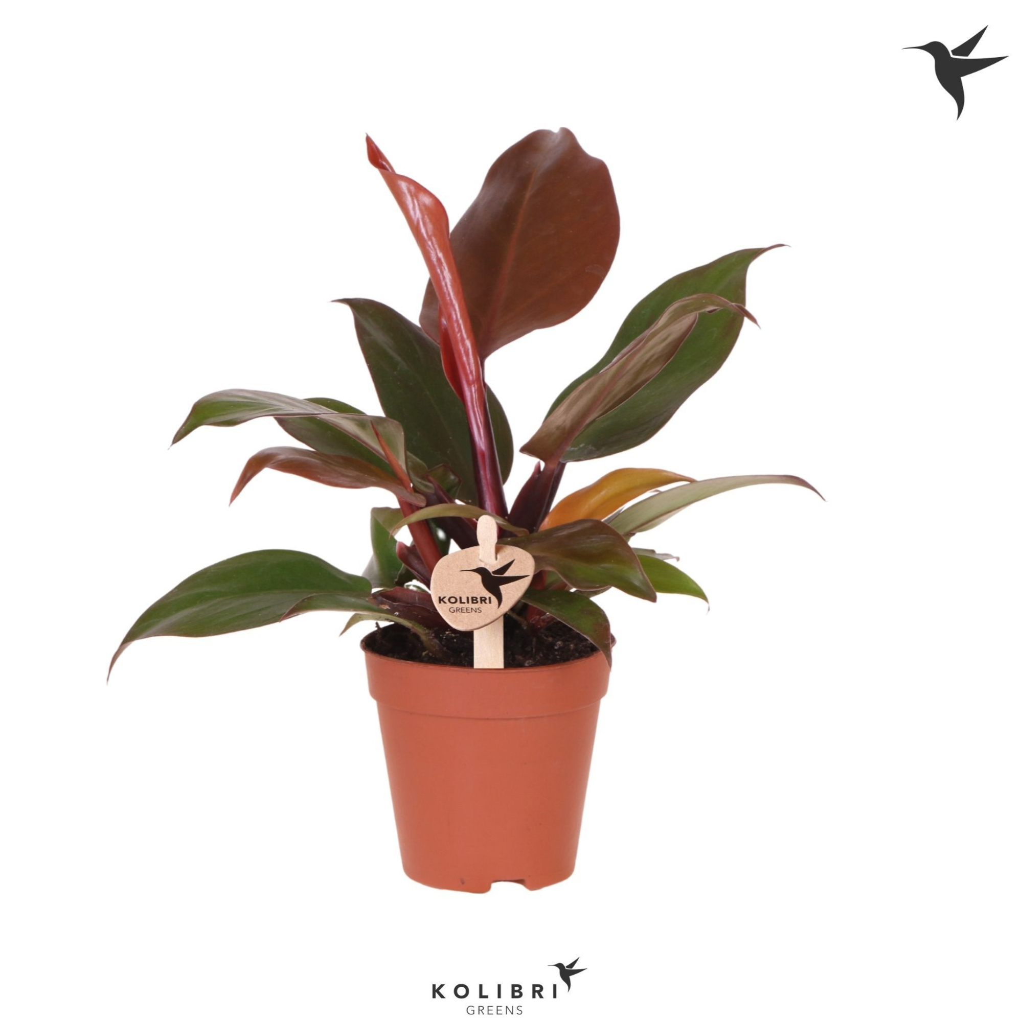 Kolibri Greens Philodendron Sun red, D 9 cm