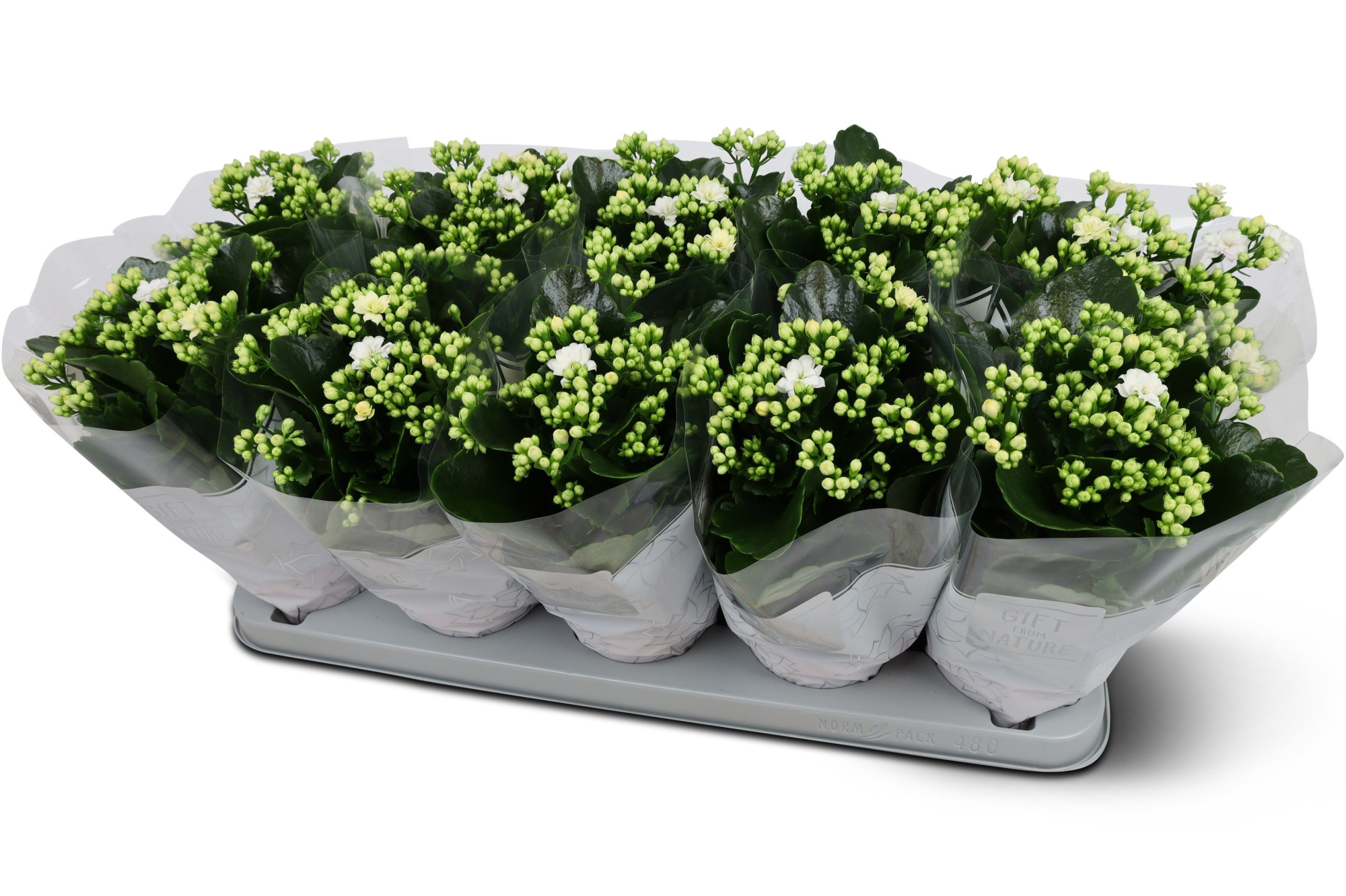 Kalanchoë Perfecta White GFN hoes, D 12 cm