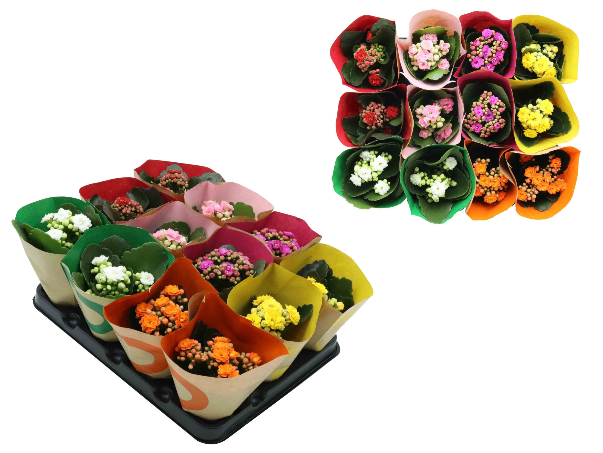 KALANCHOE BLOSSFELDIANA 'MINI' 'CALANDIVA' mix, D 6 cm