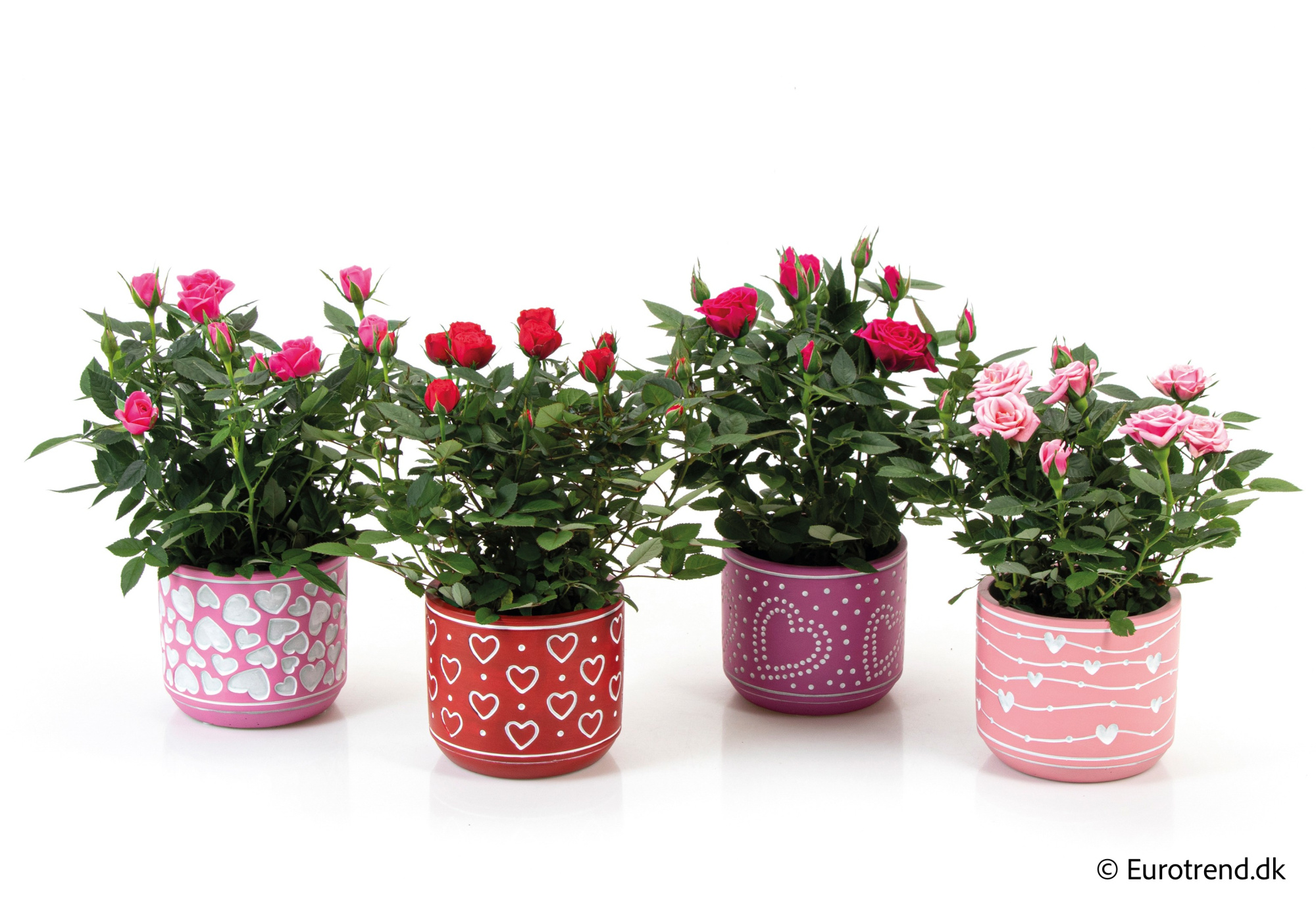 Roses in Valentine ceramic 2026, D 10,5